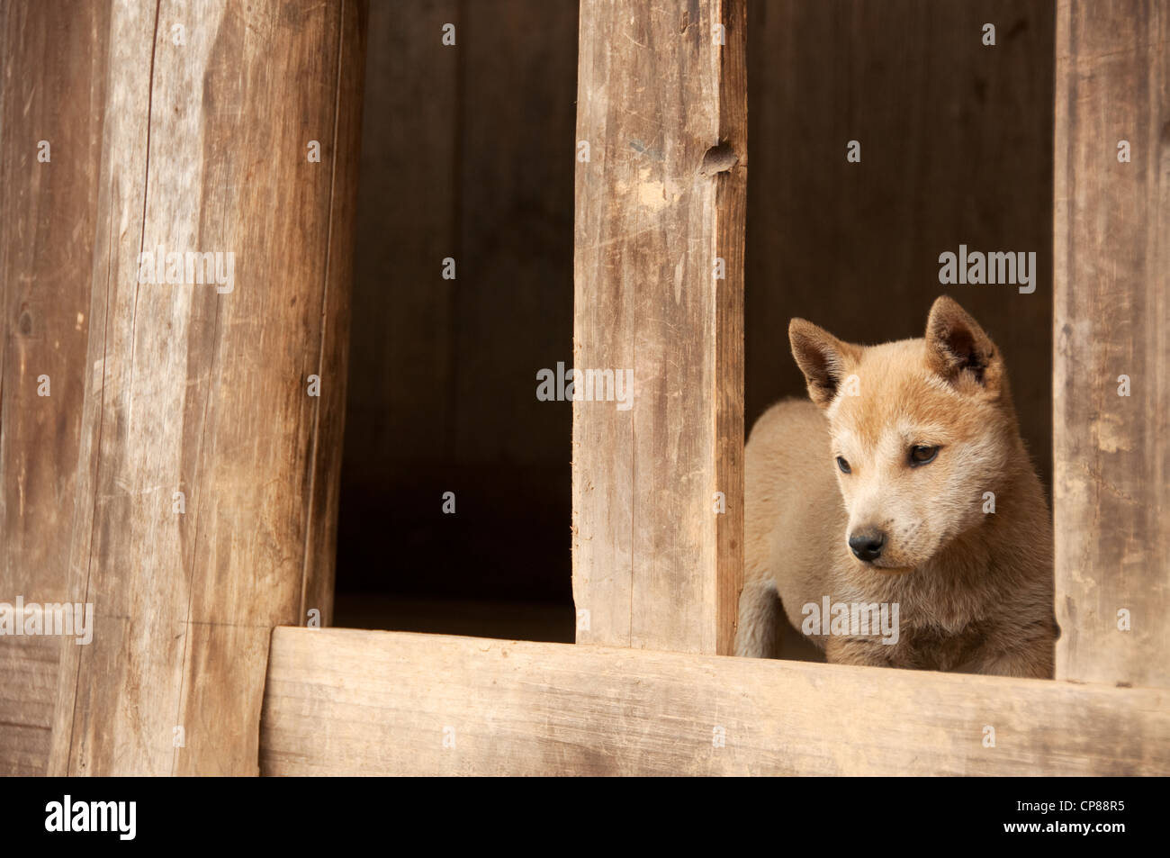 Cane guardando da un balcone in un basha miao pistola uomini villaggio cinese Foto Stock Cane guardando da un balcone in un basha miao pistola uomini villaggio cinese Foto Stock