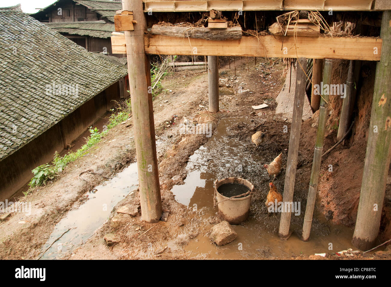 Polli e un secchio sotto un balcone di legno in un basha miao (pistola uomini) villaggio nel sud della Cina Foto Stock Polli e un secchio sotto un balcone di legno in un basha miao (pistola uomini) villaggio nel sud della Cina Foto Stock