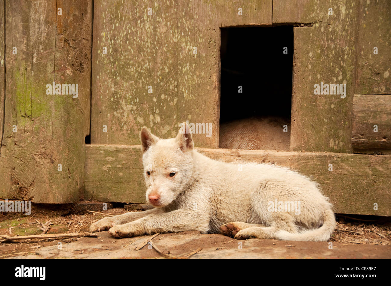 Un cane di fronte a una porta di legno, basha miao (pistola uomini) villaggio, Cina del Sud Foto Stock Un cane di fronte a una porta di legno, basha miao (pistola uomini) villaggio, Cina del Sud Foto Stock