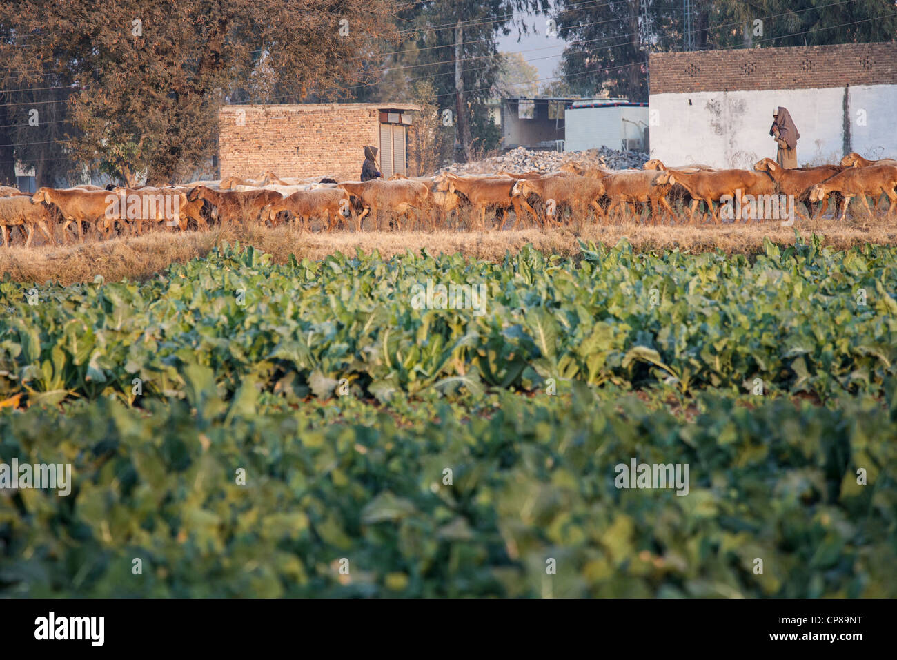 Imbrancandosi pecore nella provincia del Punjab, Pakistan Foto Stock