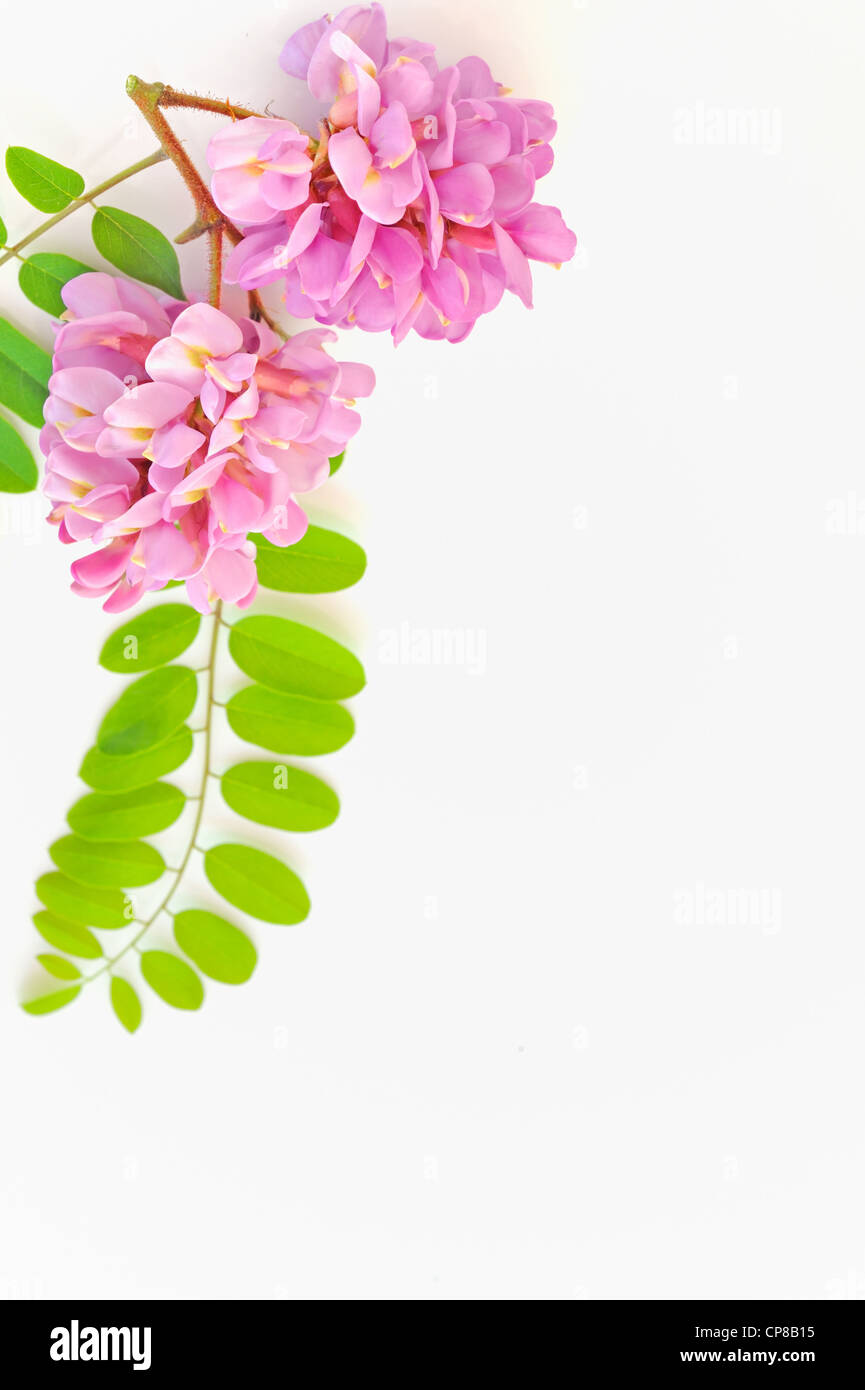 Acacia fiori di colore rosa- Robinia hispida Foto Stock