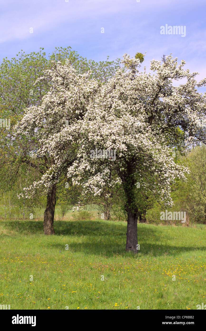 I meli in fiore primavera giornata di sole Foto Stock