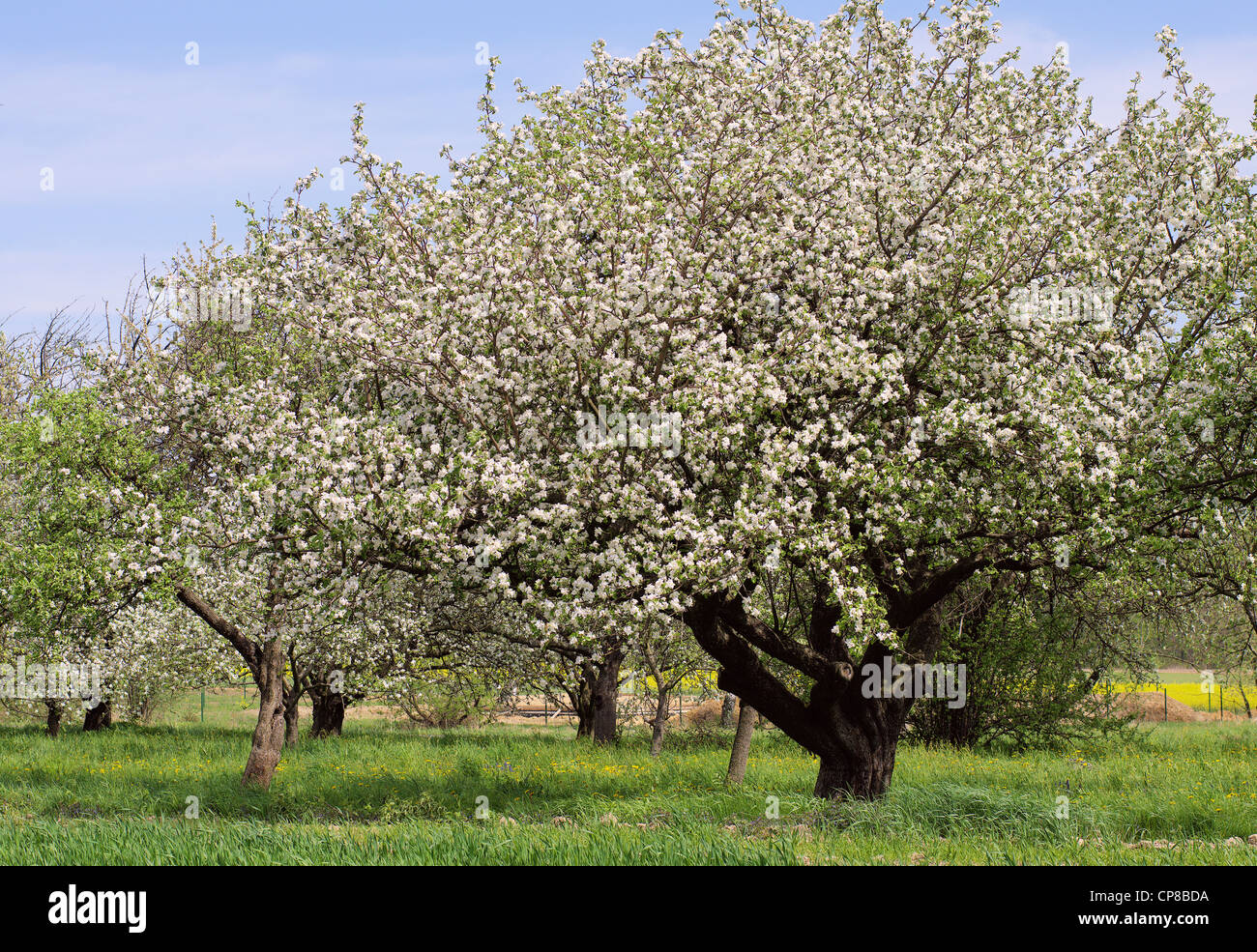 I meli in fiore primavera giornata di sole Foto Stock