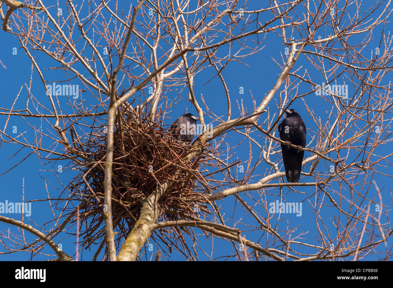 Una coppia di Rook volatili ( Corvus frugilegus ) presso il loro nido nel Regno Unito Foto Stock