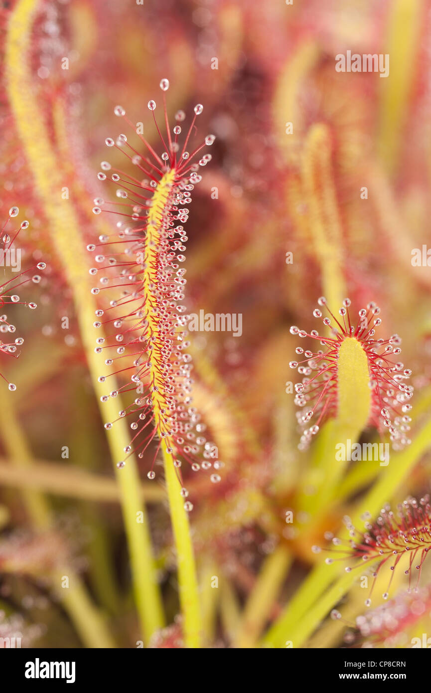 Massa di sundews un genere di pianta carnivora di solito vive in habitat umido & condizioni acide limitano la quantità di sostanze nutritive Foto Stock