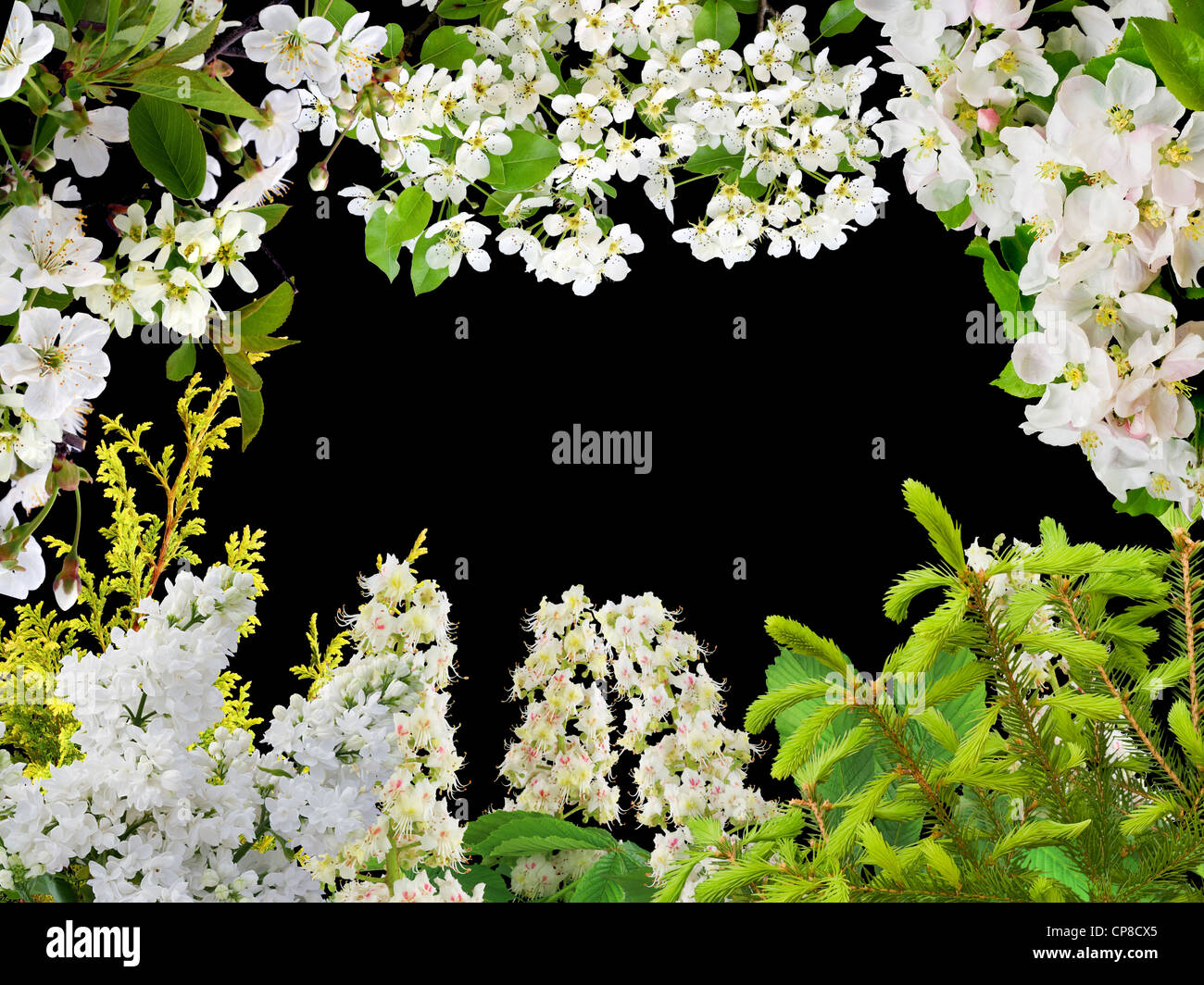 Fiori bianchi di varie piante isolate su nero sfondo collage cartolina. Foto Stock