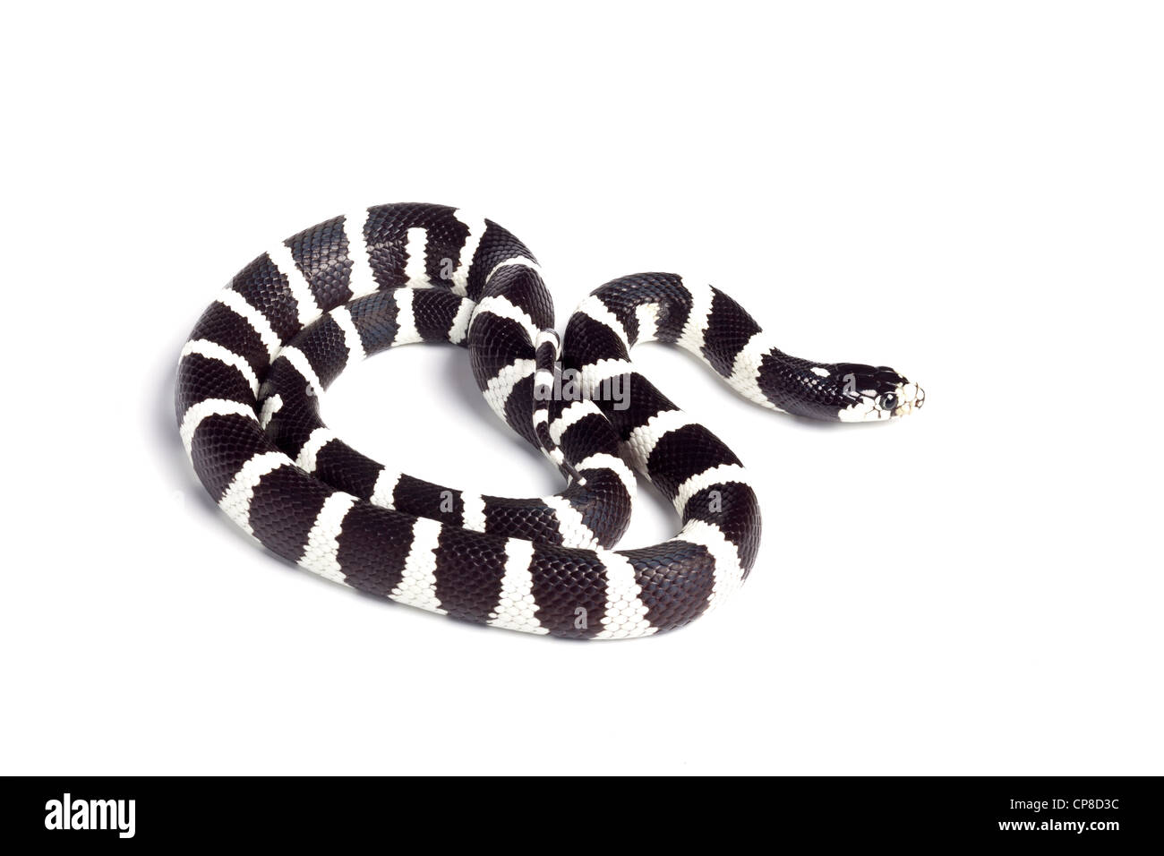 Re serpente immagini e fotografie stock ad alta risoluzione - Alamy