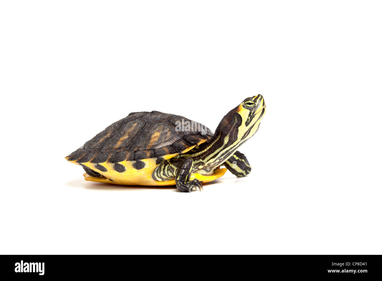 A becco giallo slider Trachemys scripta scripta, adulti Foto Stock