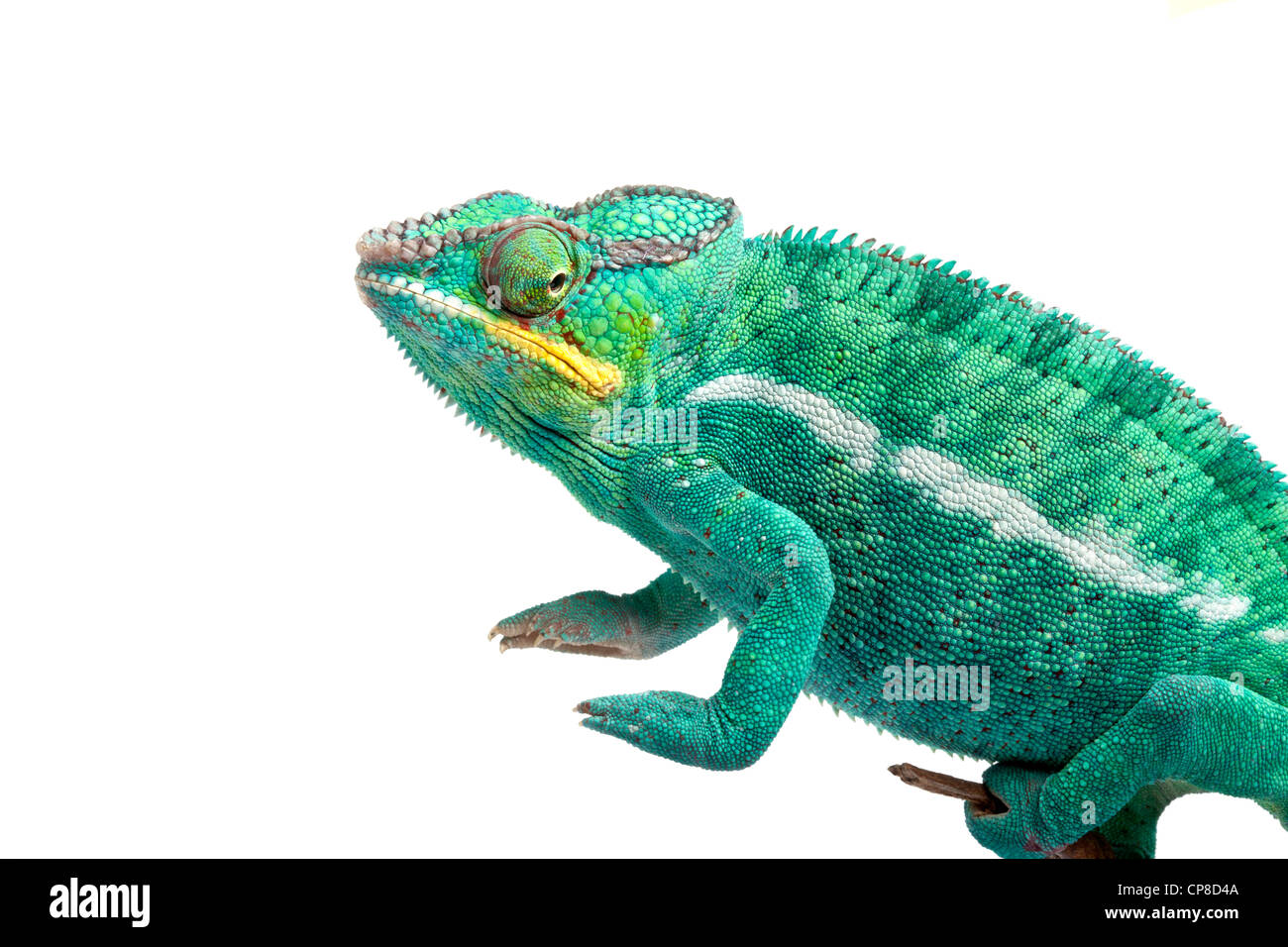 Panther chameleon, Furcifer pardalis Ambilobe, forma, maschio Foto Stock