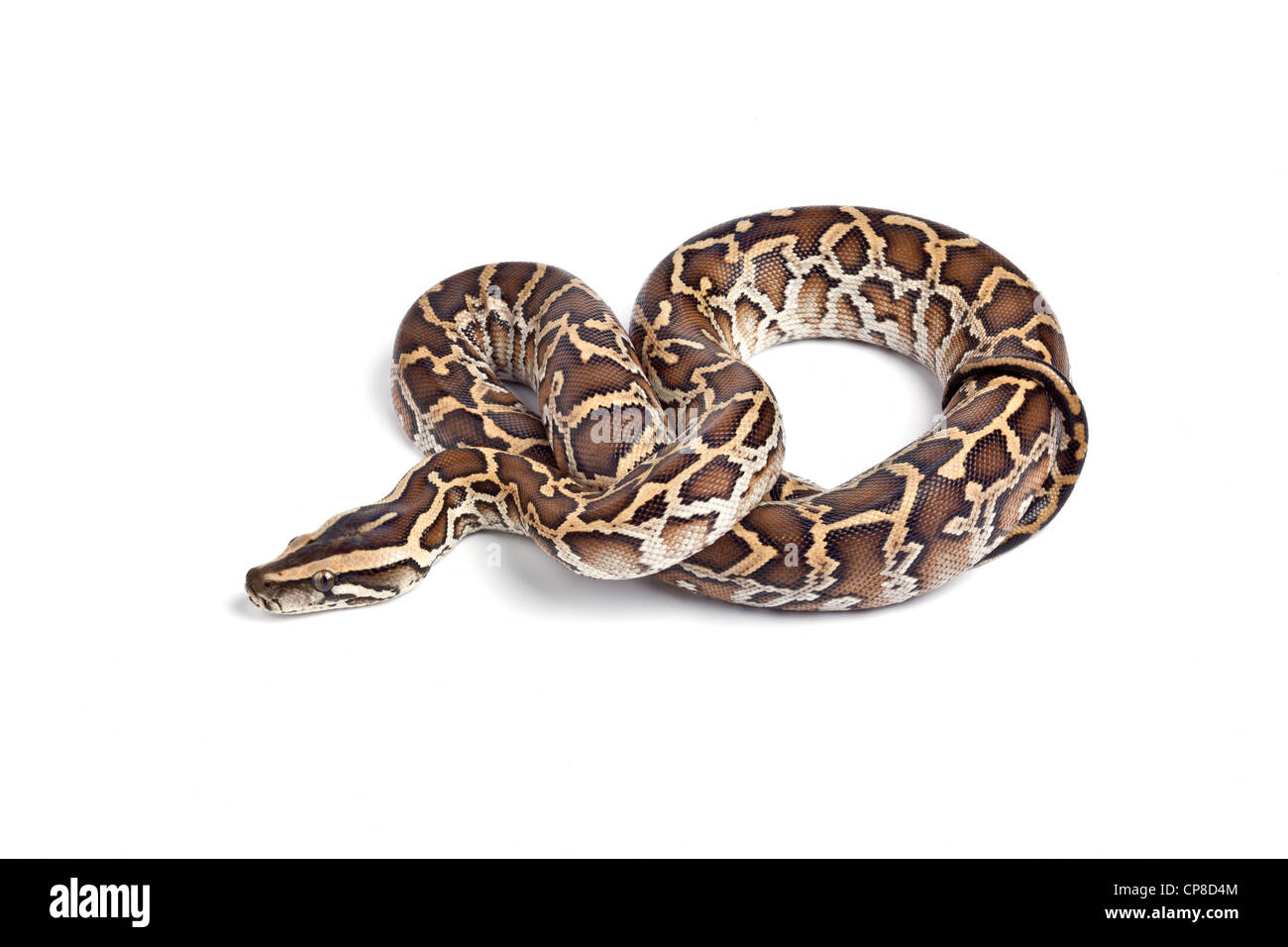 Birmano, Python Python molurus bivittatus Foto Stock