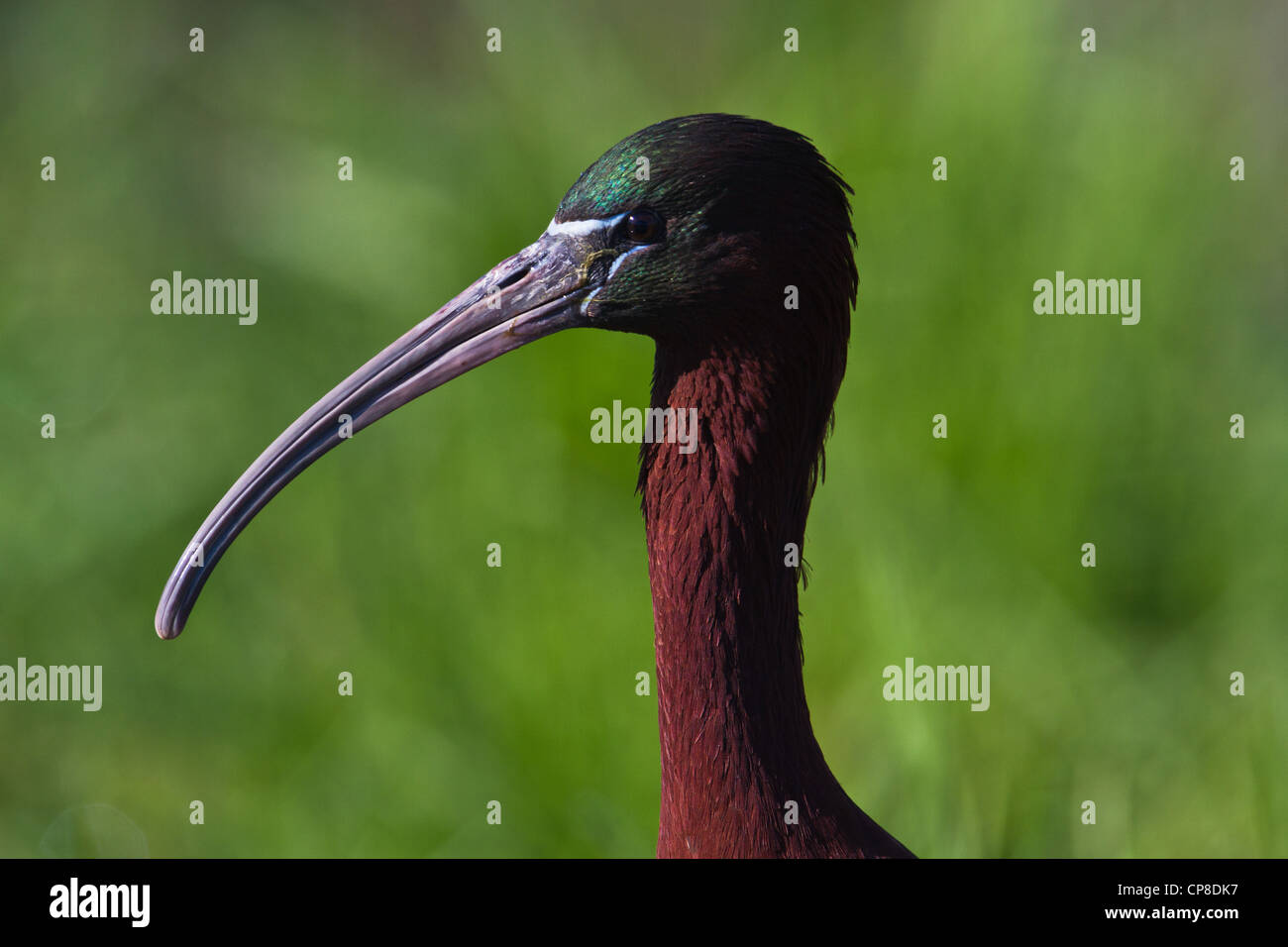 Testa di ibis lucido (Plegadis falcinellus), Lesbo, Grecia Foto Stock