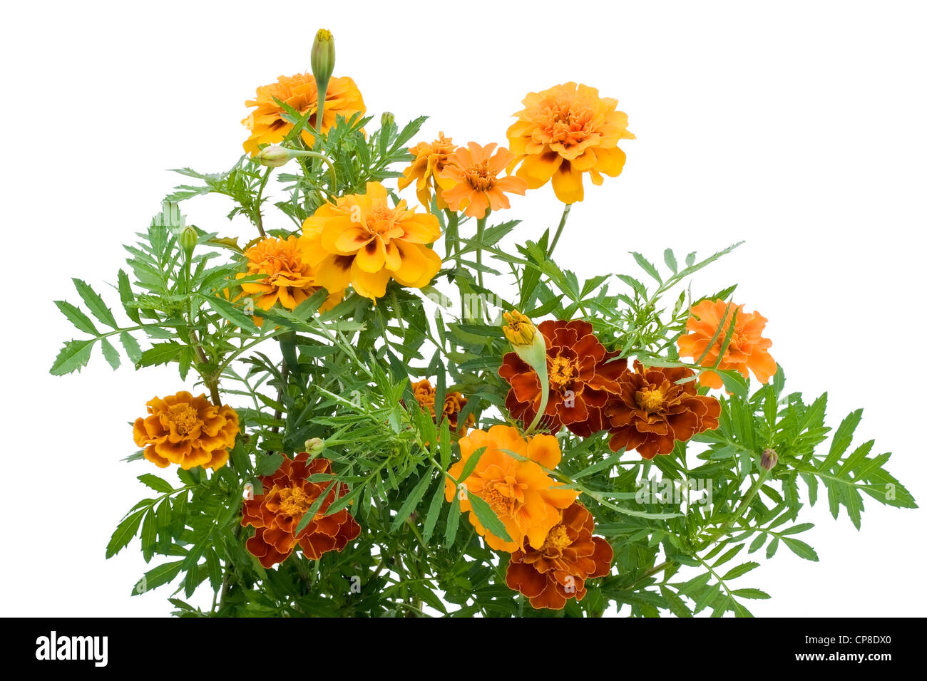 Tagete francese Petite arancione (Tagetes patula) fiori isolati su bianco Foto Stock