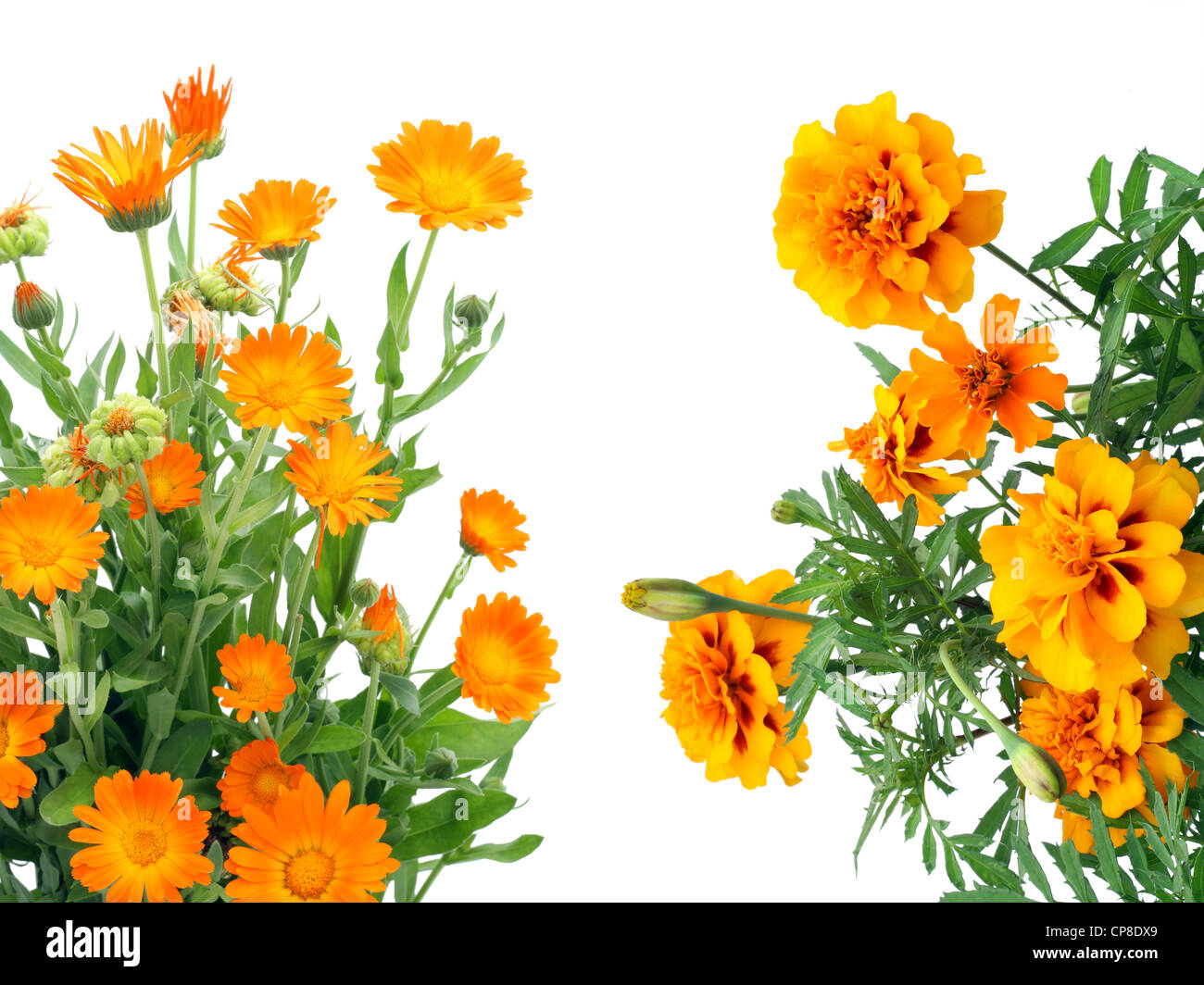 Fiori d'arancio e di Calendula francese cartolina Marigold isolato su bianco Foto Stock