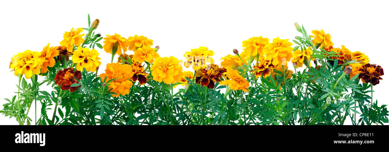 Tagete francese Petite arancione (Tagetes patula) fiori isolati di frontiera su bianco Foto Stock
