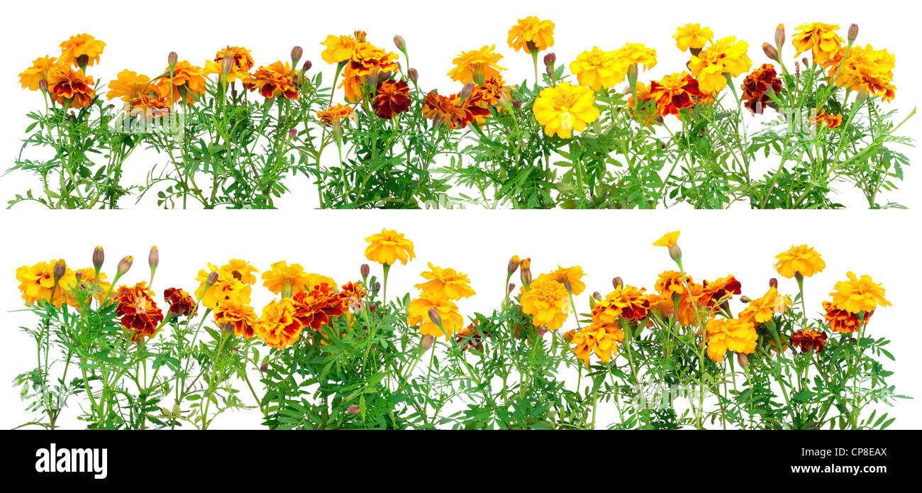 Tagete francese Petite arancione (Tagetes patula) fiori impostato per il bordo isolato su bianco Foto Stock