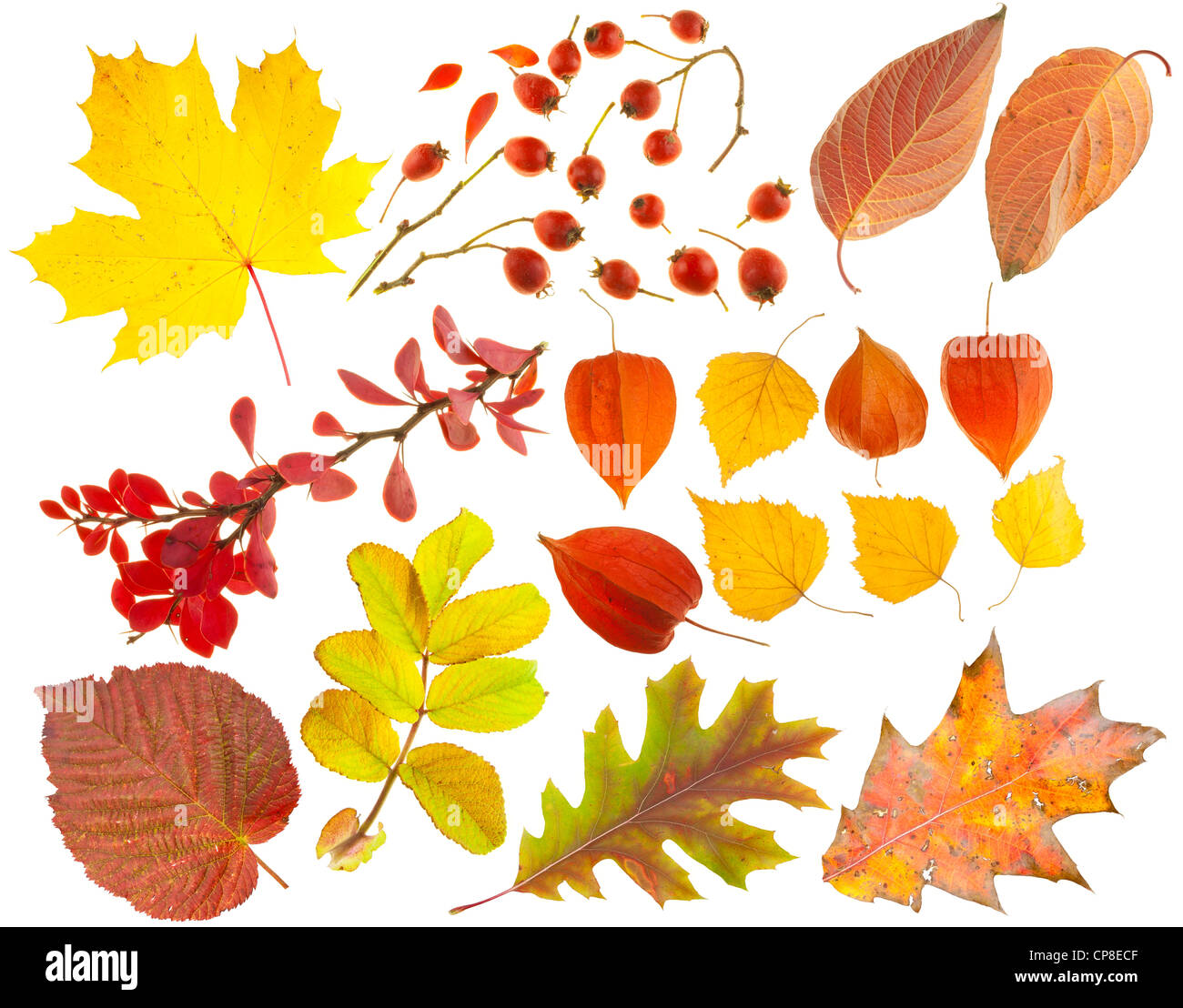 Set di elementi di progettazione su un tema di autunno. Foglie e bacche, rami. Isolato su bianco. Foto Stock