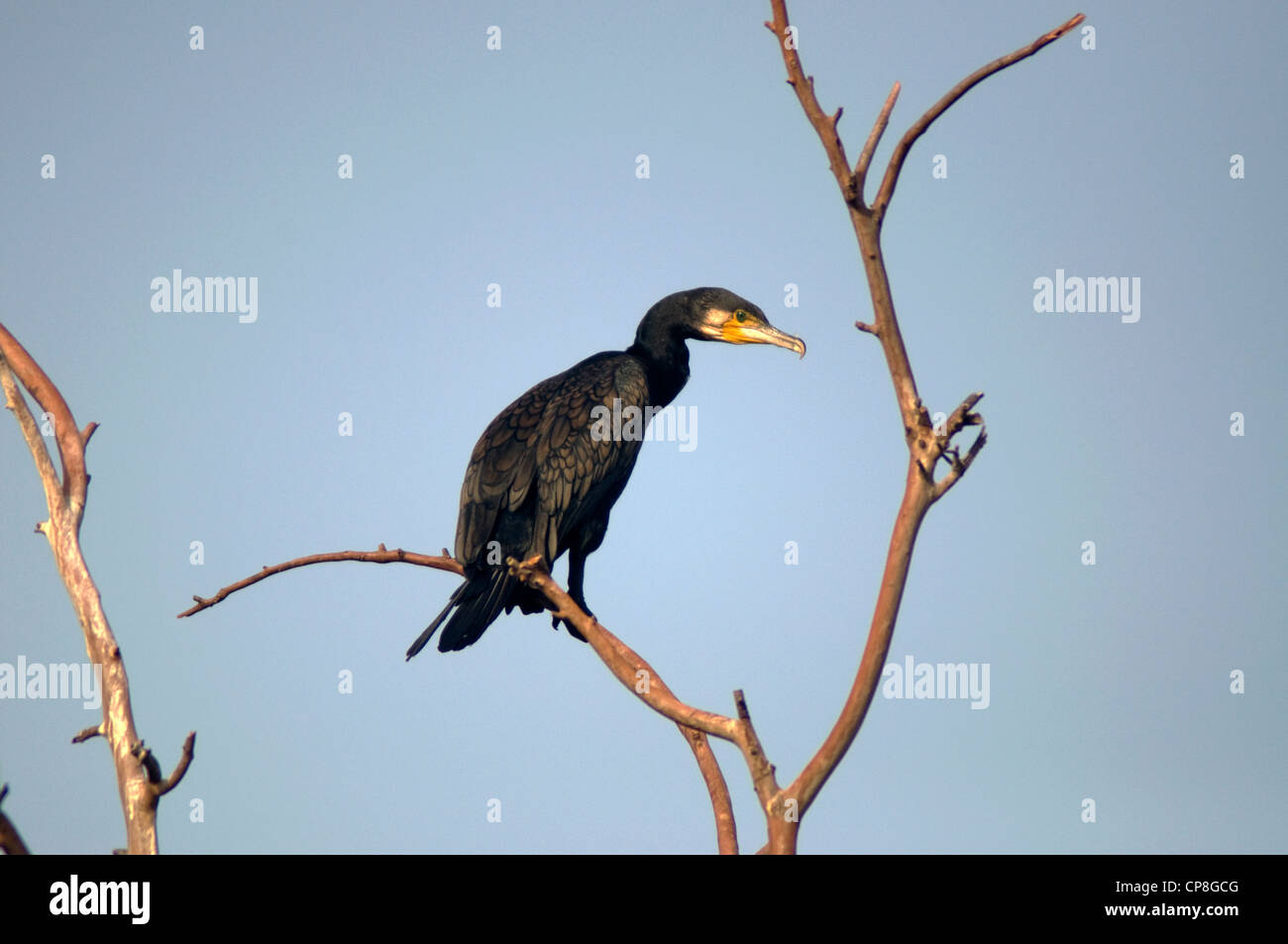 Cormorano - Phalacrocorax carbo Foto Stock
