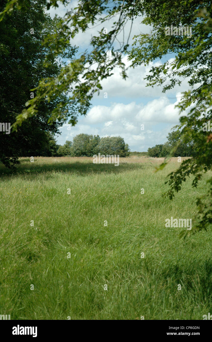 Campagna del Sussex in una giornata di sole. Foto Stock