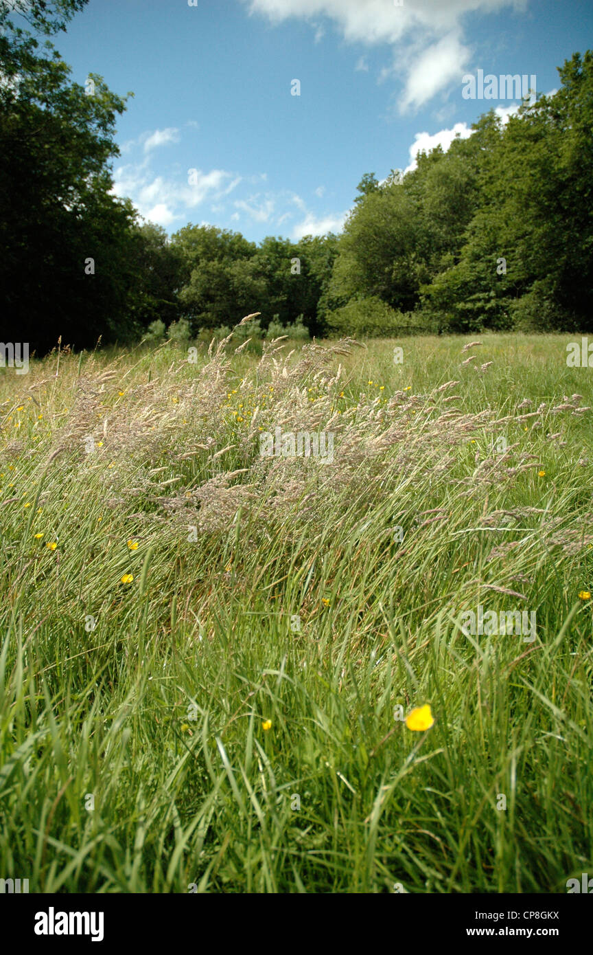 Campagna del Sussex in una giornata di sole. Foto Stock