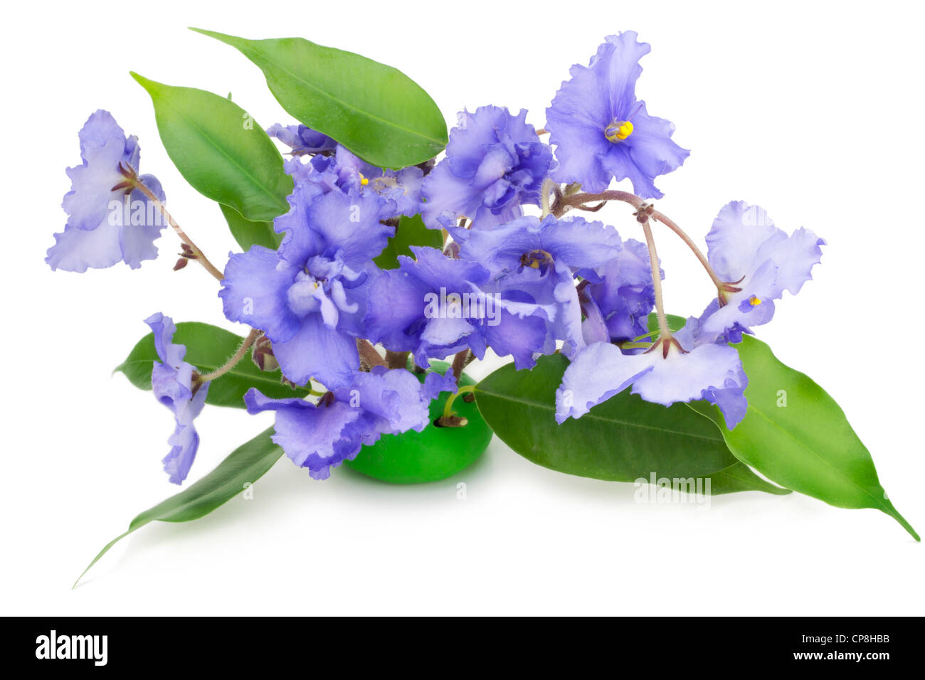 Dolci violette blu fiori isolati su bianco Foto Stock