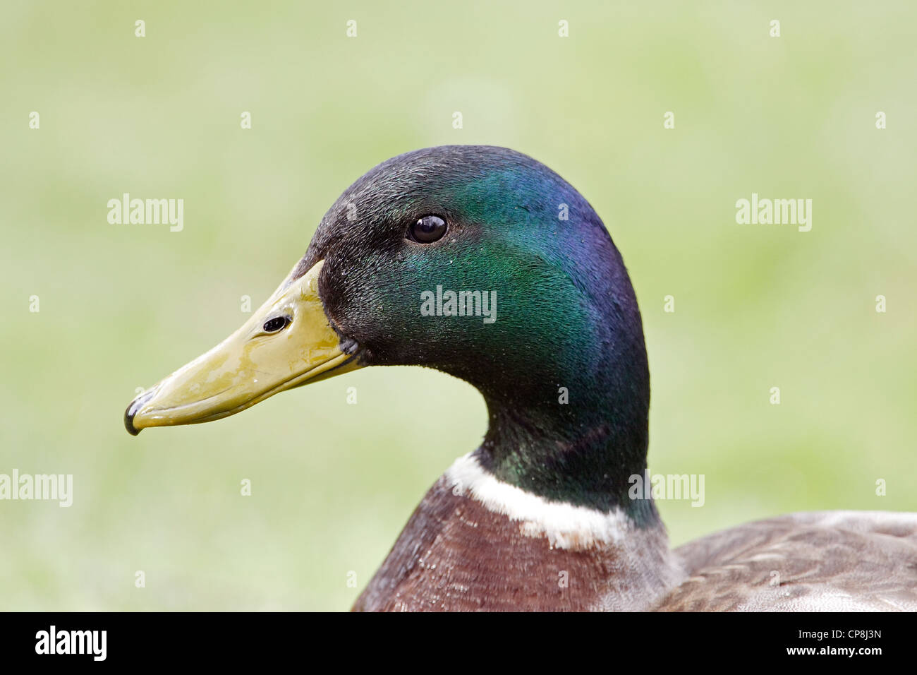 Un ritratto di un Germano Reale Drake (Anas platyrhynchos) Foto Stock