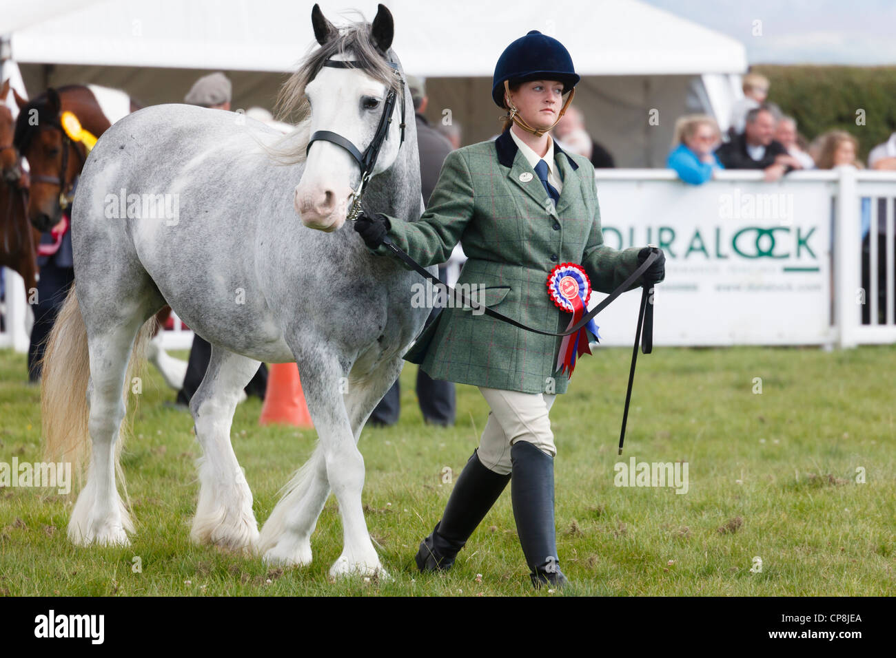Donna che esibisce un cavallo con una coccarda per il primo premio al paese di Anglesey mostrano in Mona showground. North Wales UK Gran Bretagna Foto Stock