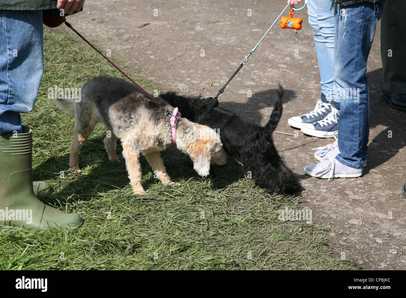 Due cani lo sniffing di ogni altri parti private Foto Stock