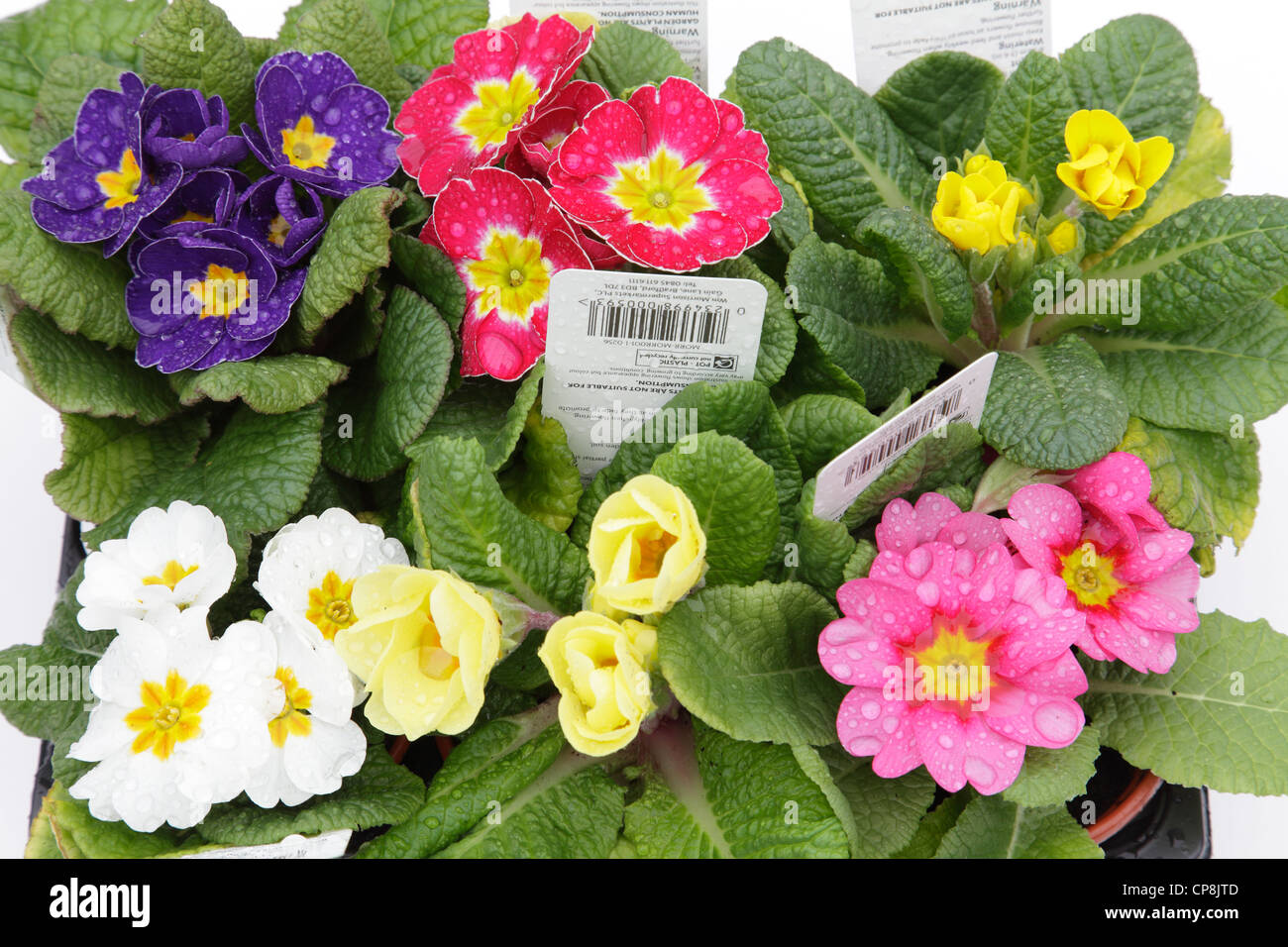 Una confezione di colore misto primule acquistati come molla di piante di biancheria da letto da un supermercato in Scozia, Regno Unito Foto Stock