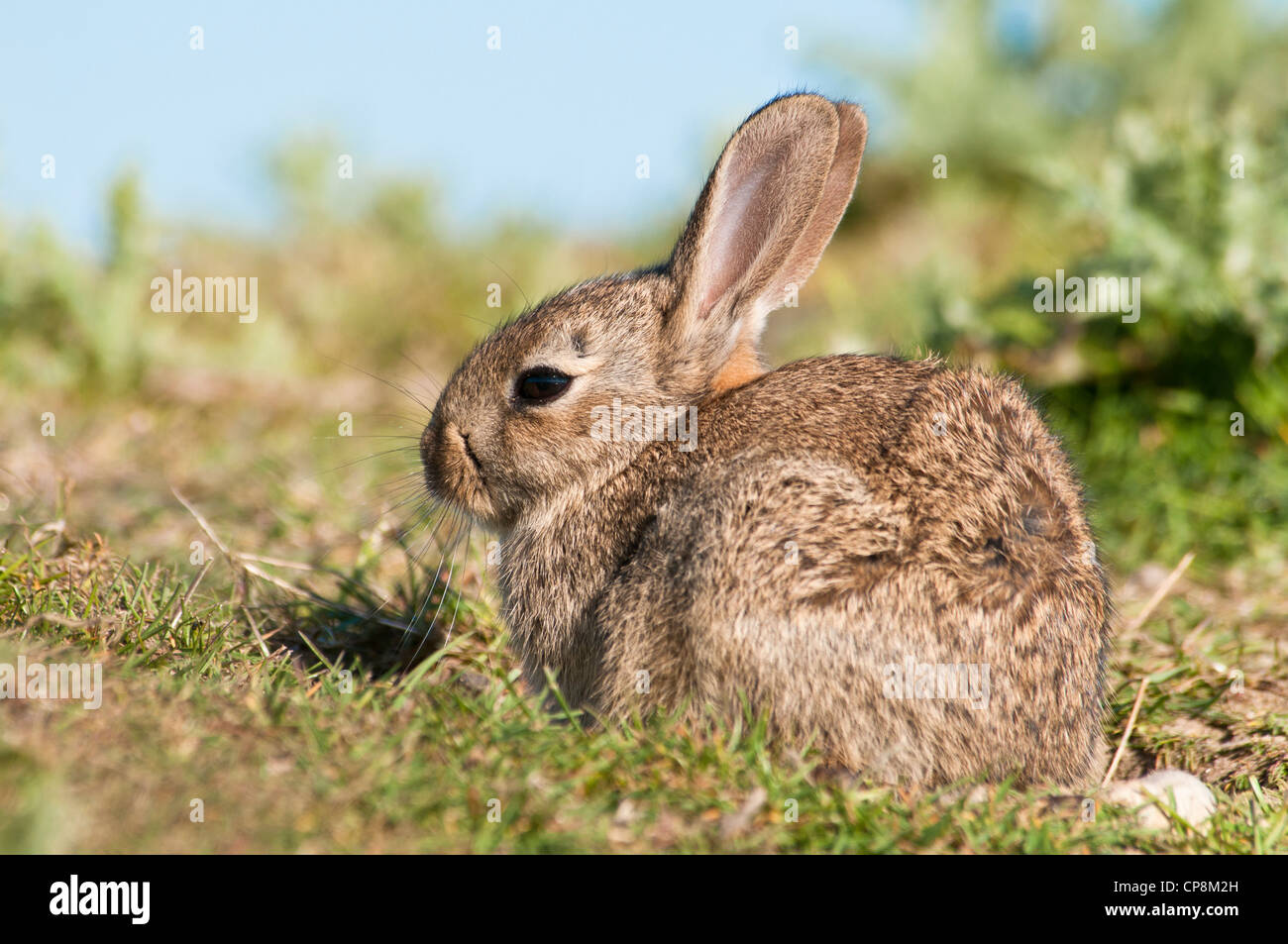 Un bambino coniglio (oryctolagus cuniculus) crogiolarsi sotto il sole primaverile su terreno coltivato nei pressi di Dungeness, Kent. Maggio. Foto Stock