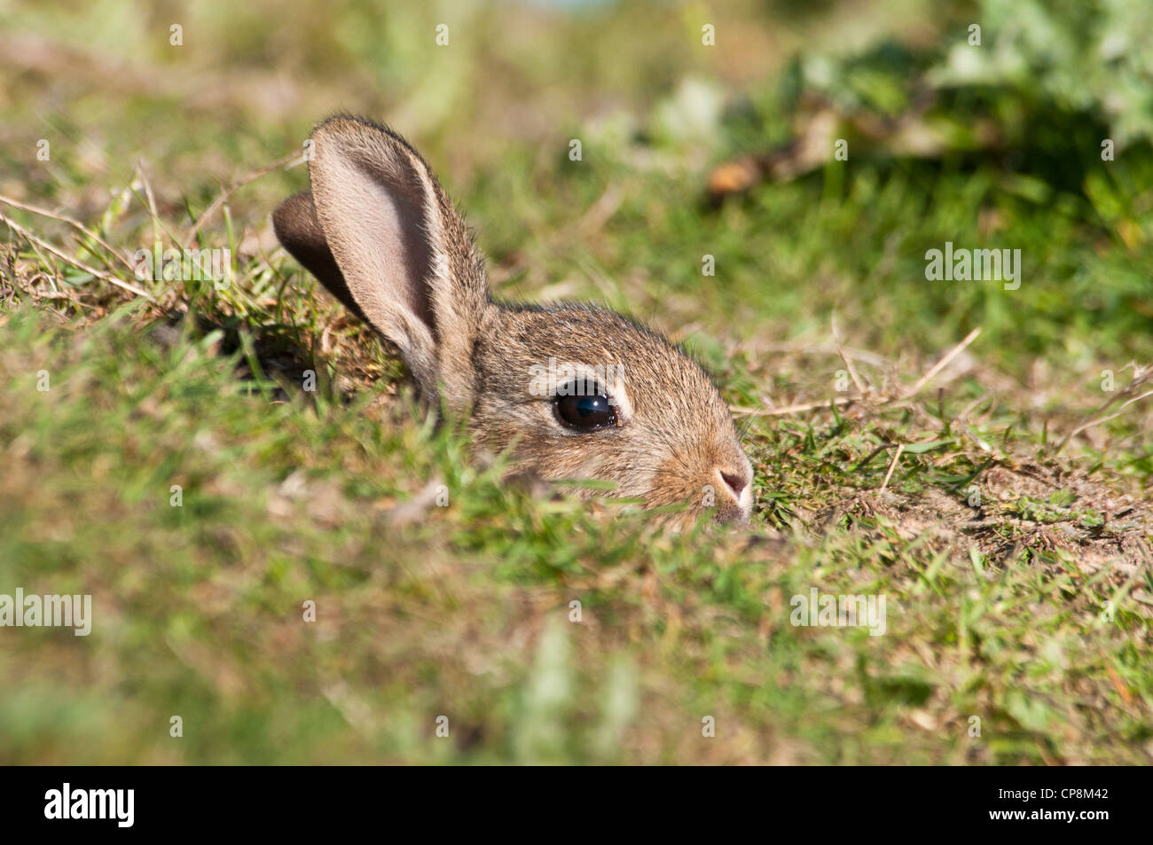 Un bambino coniglio (oryctolagus cuniculus) cautamente inserimenti della testa al di fuori della sua tana su terreno coltivato nei pressi di Dungeness, Kent. Maggio. Foto Stock