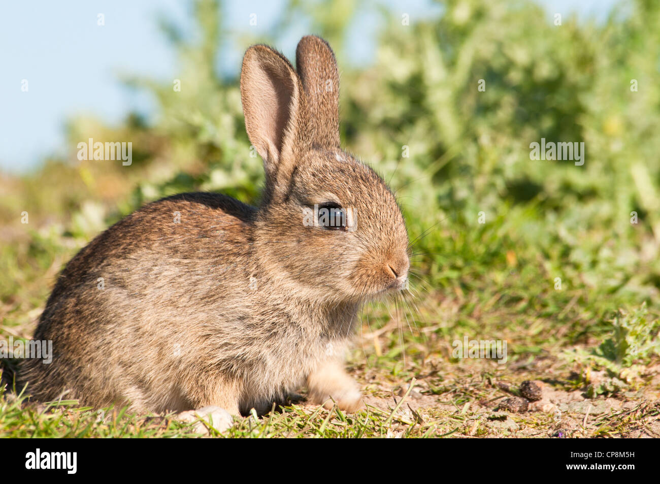Un bambino coniglio (oryctolagus cuniculus) crogiolarsi sotto il sole primaverile su terreno coltivato nei pressi di Dungeness, Kent. Maggio. Foto Stock