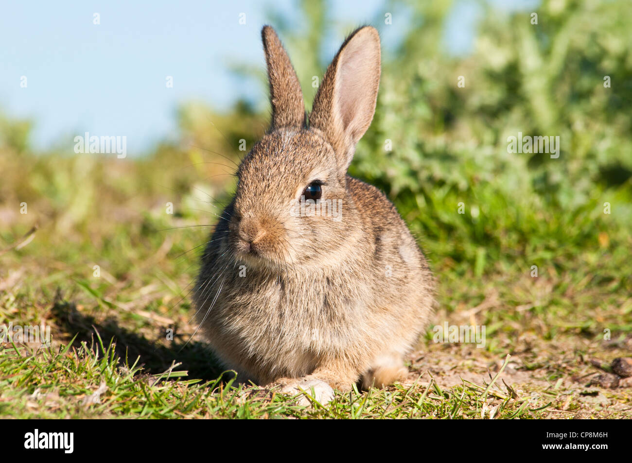 Un bambino coniglio (oryctolagus cuniculus) crogiolarsi sotto il sole primaverile su terreno coltivato nei pressi di Dungeness, Kent. Maggio. Foto Stock