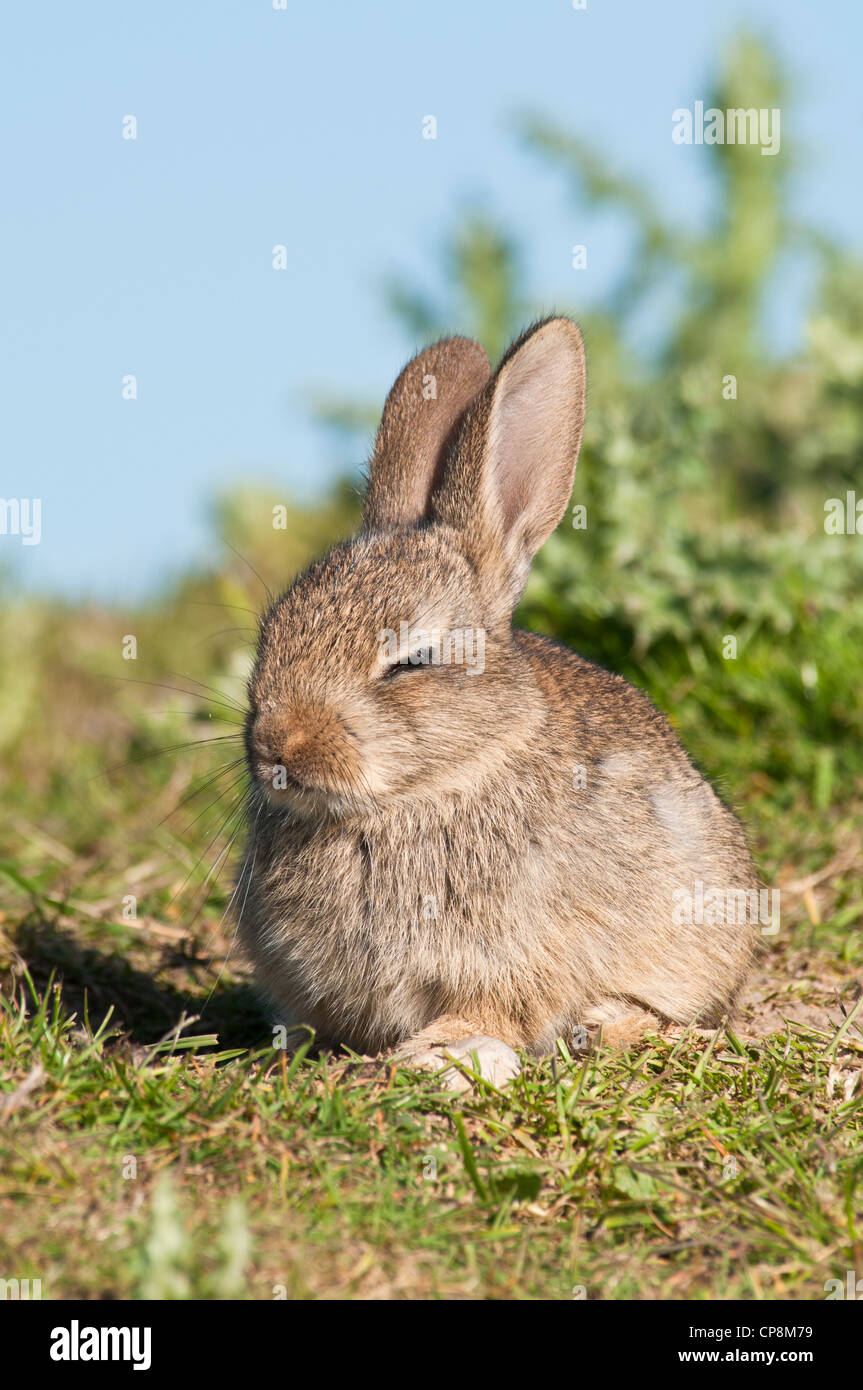Un bambino coniglio (oryctolagus cuniculus) assopita nel sole di primavera su terreno coltivato nei pressi di Dungeness, Kent. Maggio. Foto Stock