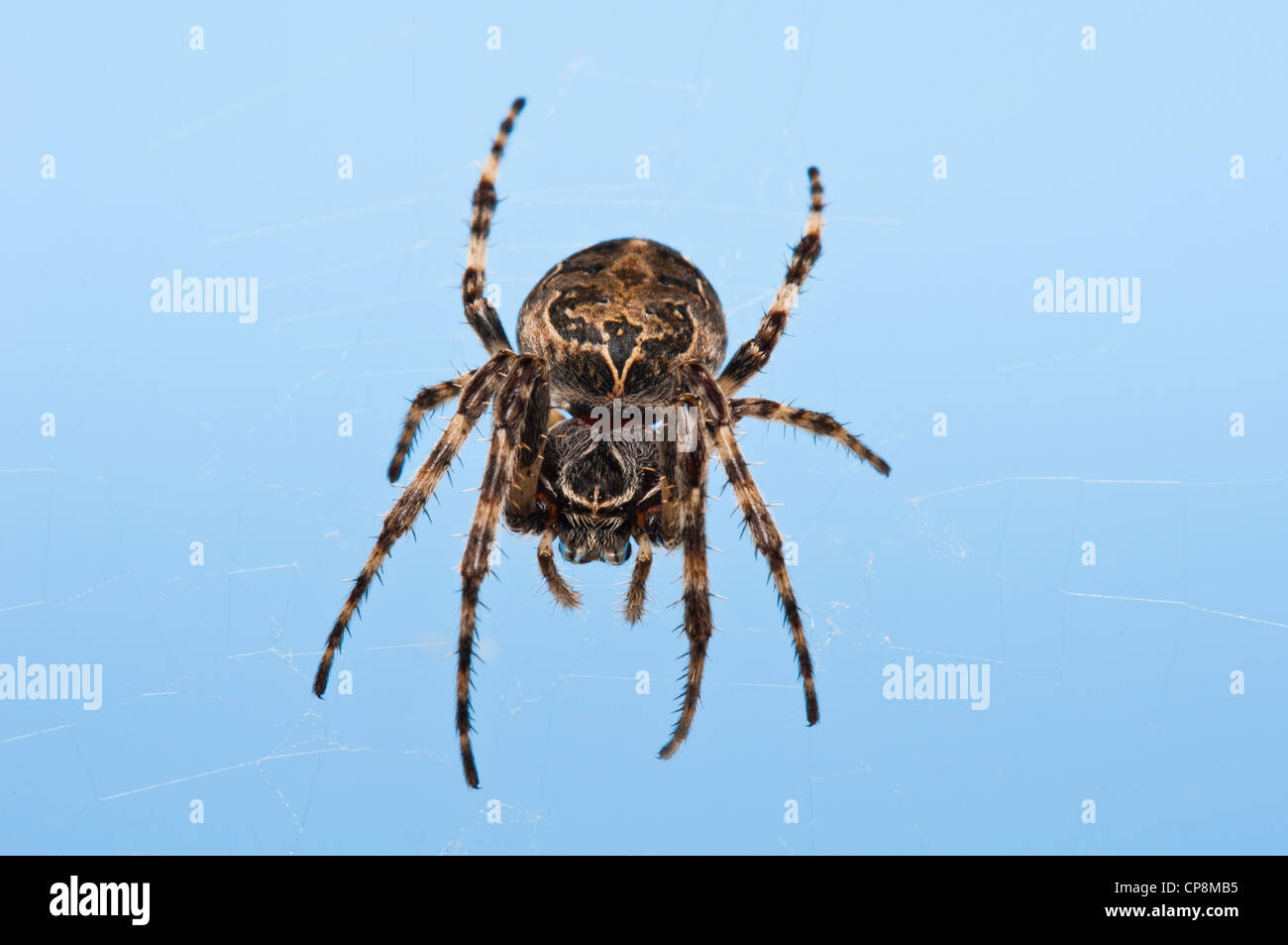 Un solco orb-weaver (Larinioides cornutus) appesi nel suo web a RSPB Dungeness, Kent. Maggio. Foto Stock