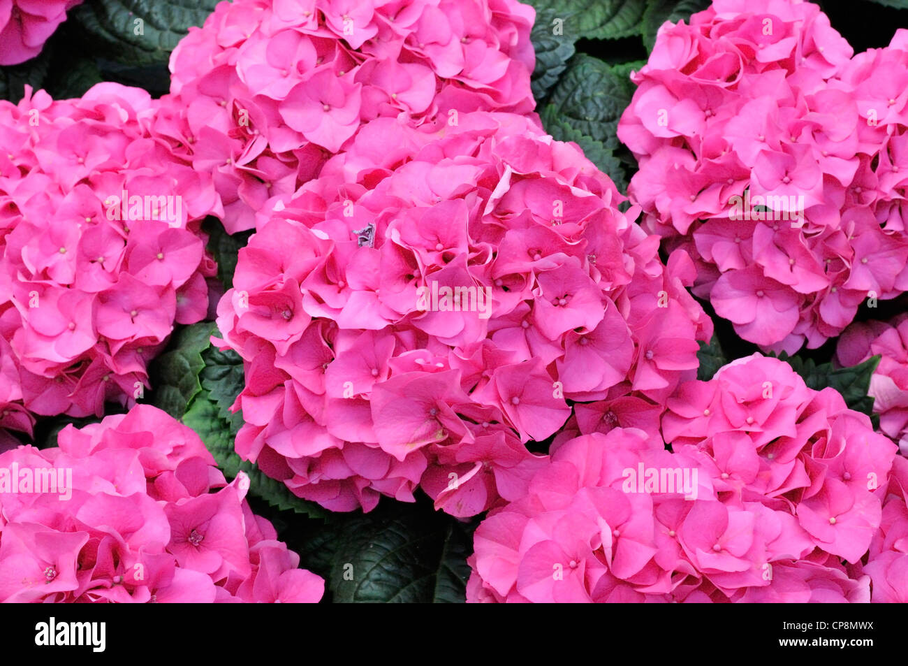 Bigleaf hydrangea, Hydrangea macrophylla, noto anche come il francese Hydrangea, Lacecap Hydrangea, Mophead ortensie e Hortensia Foto Stock