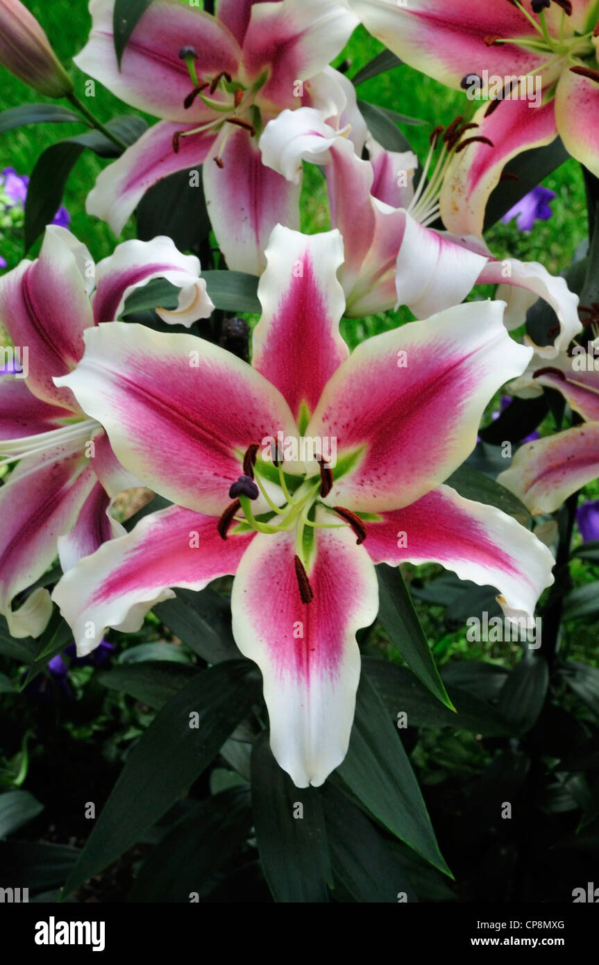 Hybrid lily, Lilium, Candy Club Foto Stock