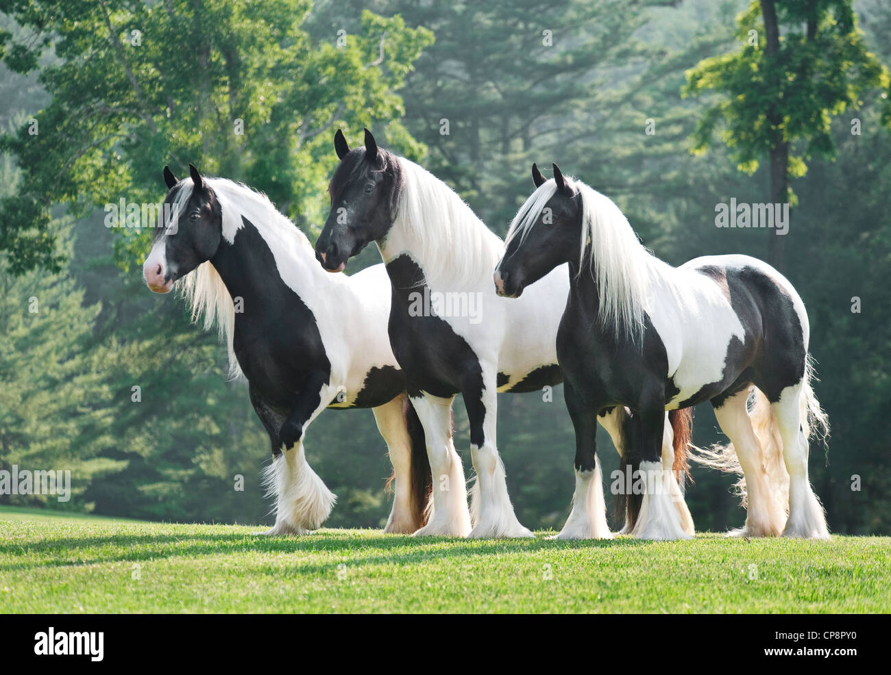 Gypsy Vanner Horse mares Foto Stock
