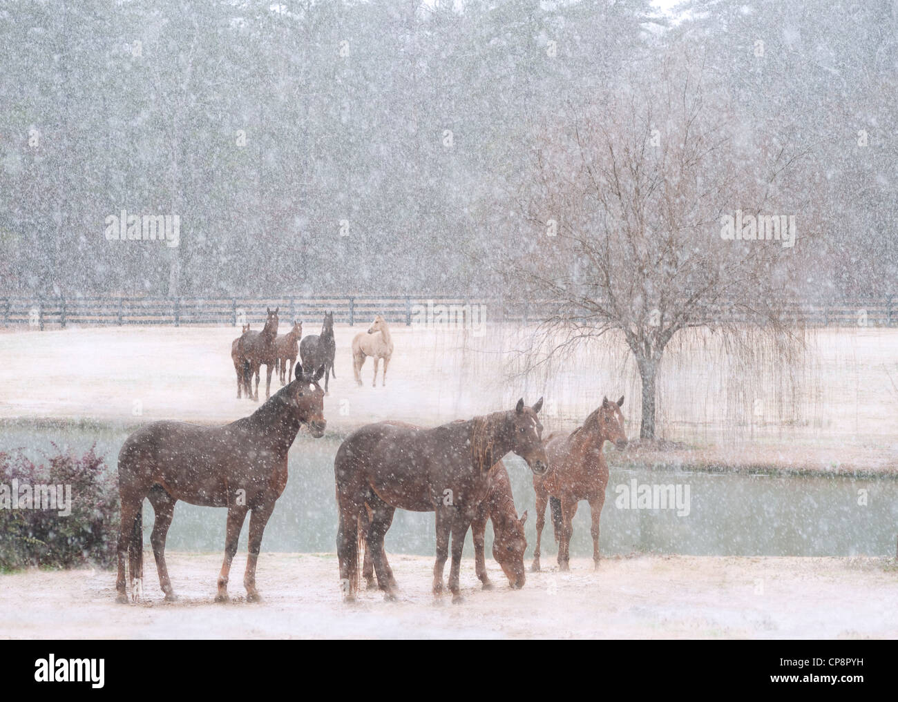 Allevamento di fattrici in tempesta di neve Foto Stock