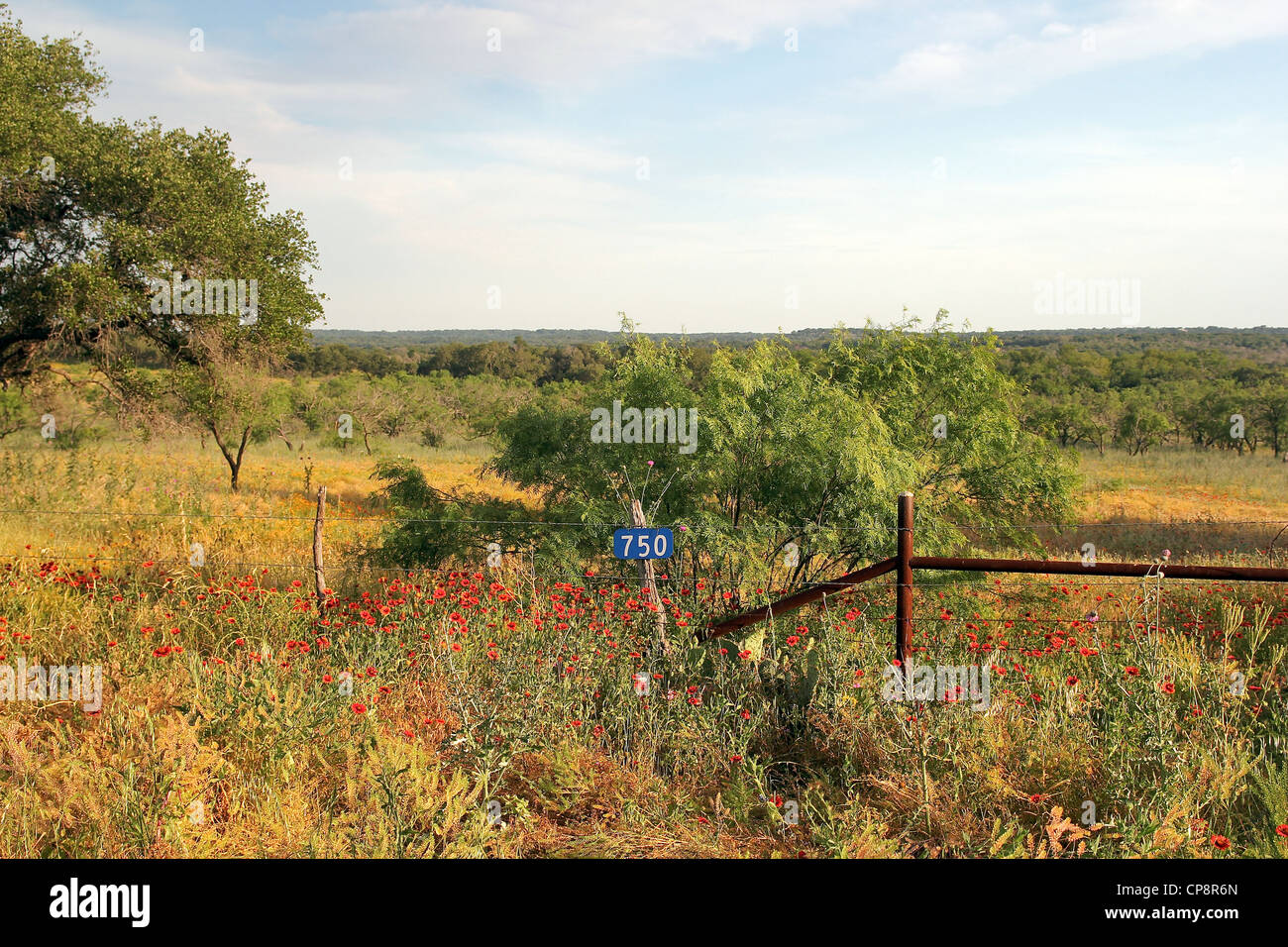 Fiori rossi crescere intorno una recinzione che atterrare su una strada nel Paese delle Colline del Texas centrale. Foto Stock