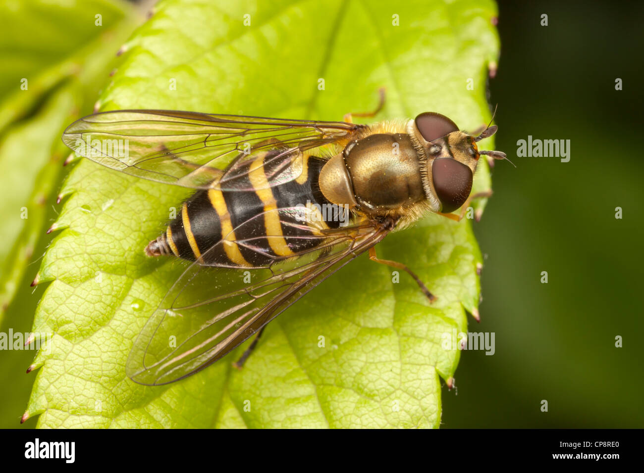 Flower Fly (Syrphus sp.) - Femmina Foto Stock