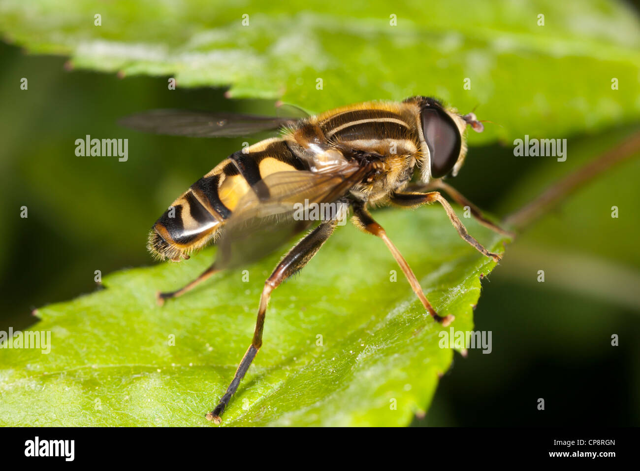 Flower Fly (Helophilus fasciatus) in appoggio su una foglia Foto Stock