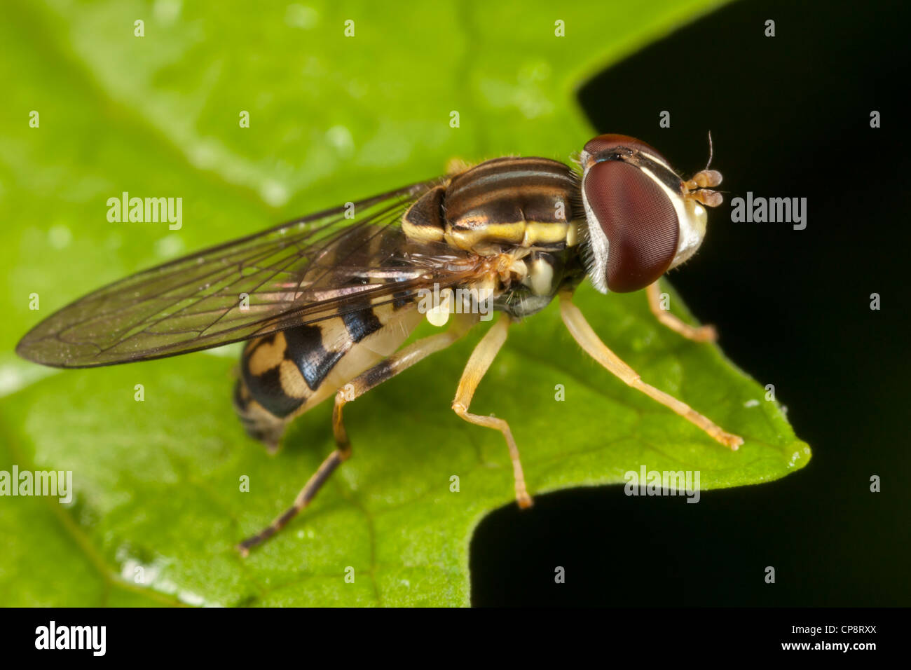 Flower Fly (Toxomerus geminatus) - Femmina Foto Stock
