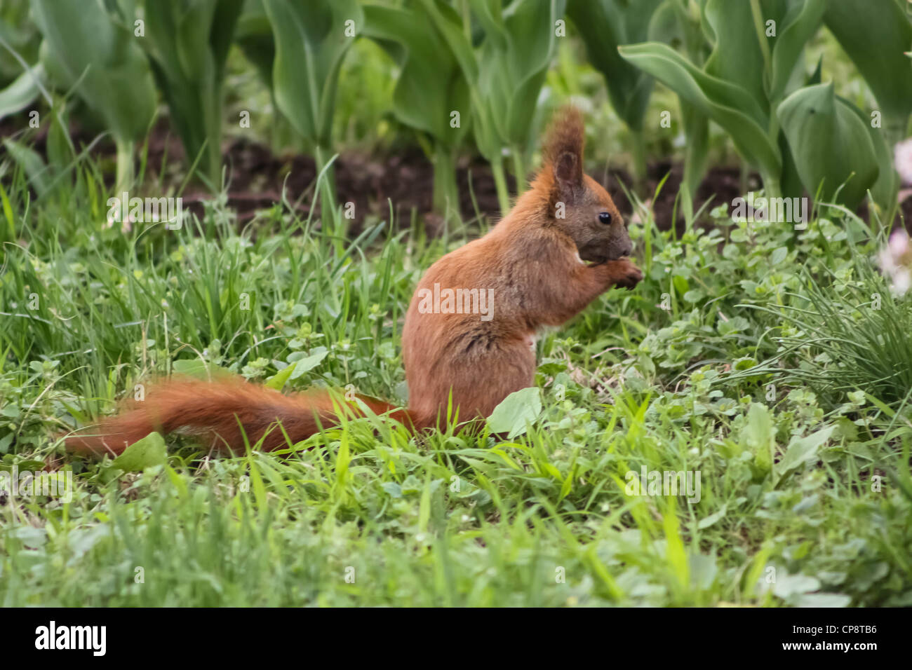 Scoiattolo marrone di mangiare in giardino Foto Stock