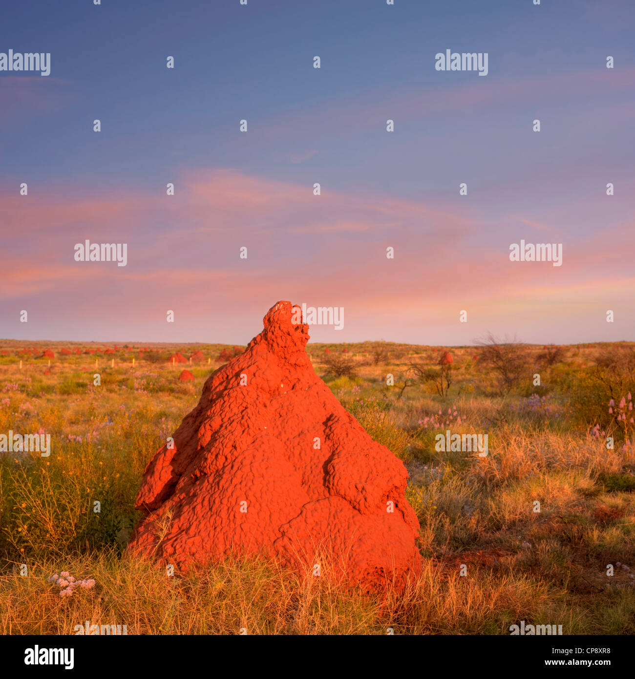 Rossa gigante termite mound in outback Australia occidentale catturare gli ultimi raggi di sole. Decine di altri tumuli può essere visto nel di Foto Stock