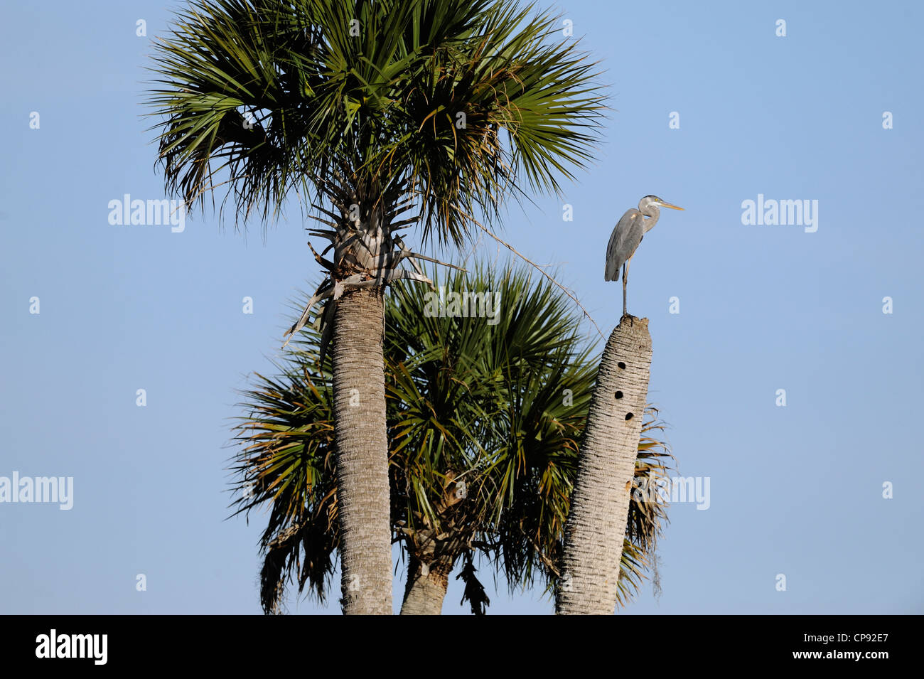 Airone blu (Ardea erodiade) , Kissimmee Prairie preservare, Florida, Stati Uniti d'America Foto Stock