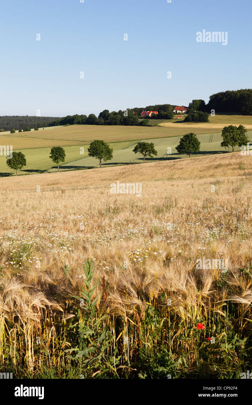 In Germania, in Baviera, la vista del campo di grano vicino Beratzhausen Foto Stock