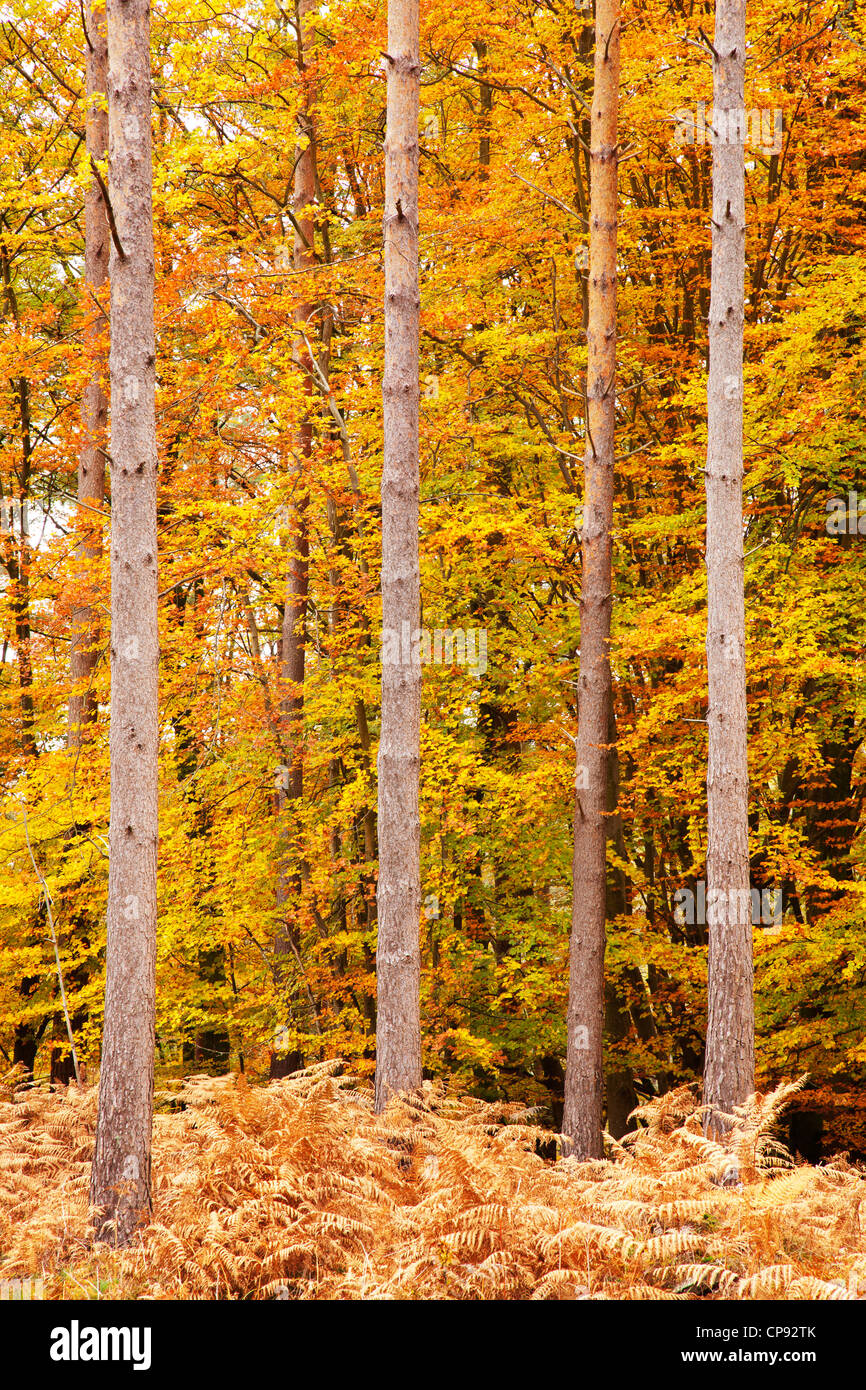 Quattro alberi stand alto tra l'autunno sfumature di arancione e il bronzo Foto Stock