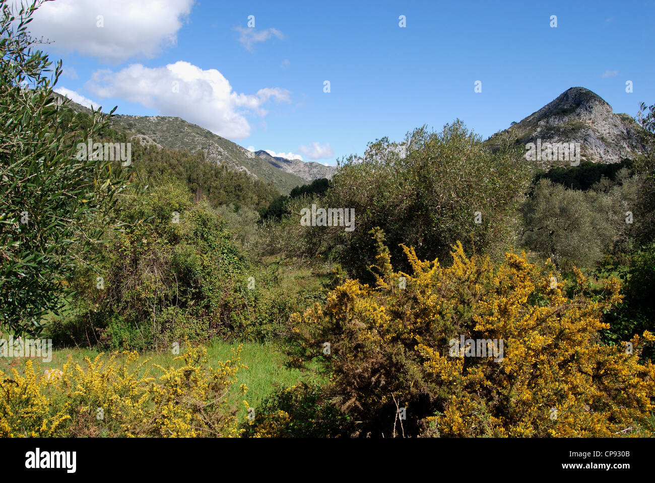 Vista attraverso gli alberi verso le montagne, Refugio de Juanar, vicino a Marbella, provincia di Malaga, Andalusia, Spagna, Europa occidentale Foto Stock