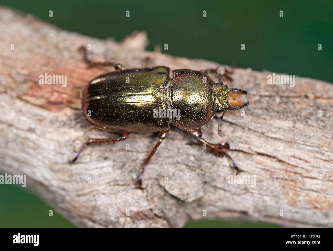 Australian golden stag beetle Foto Stock