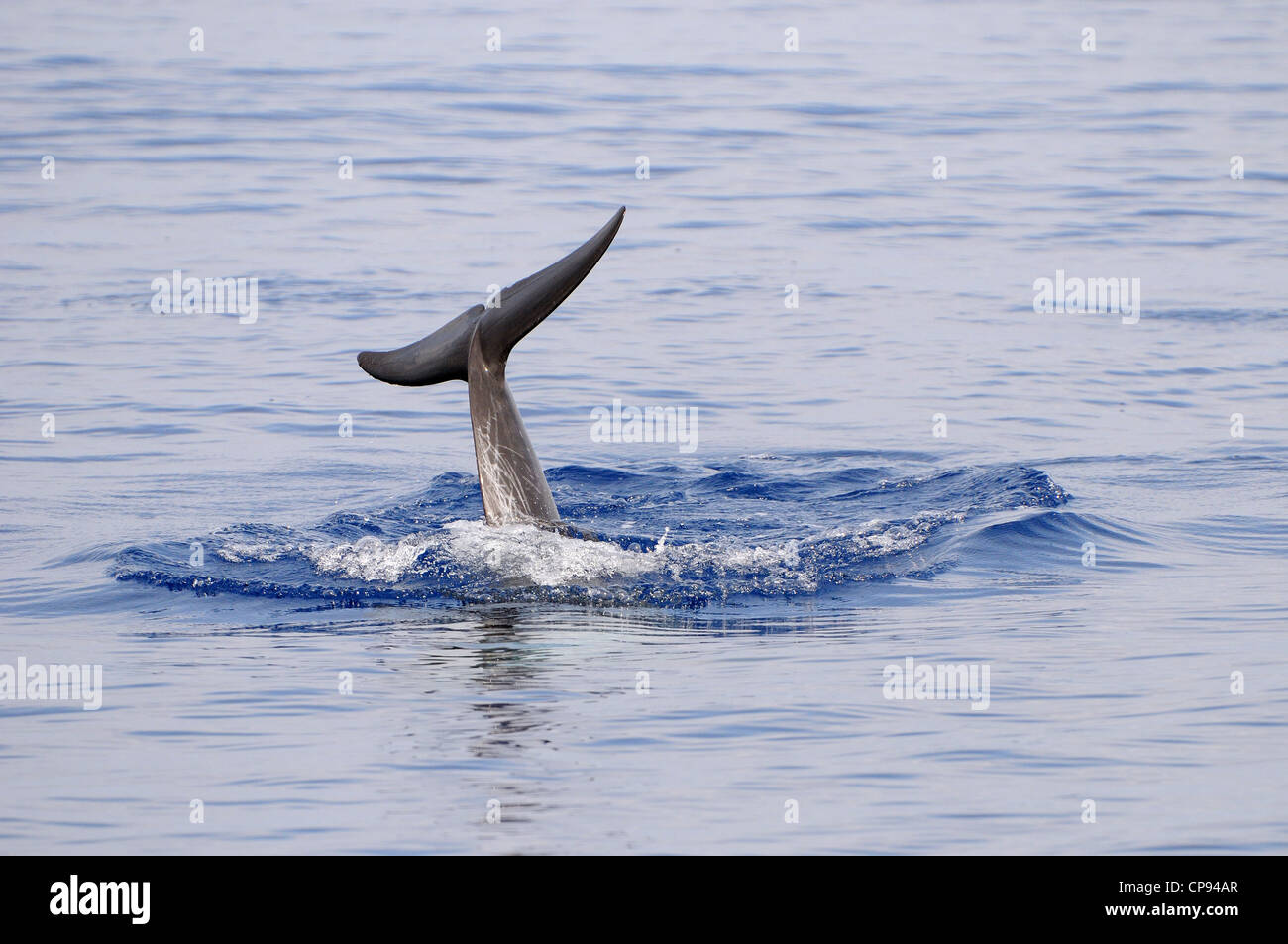 Risso (Dolphin Grampus griseus) immersioni, con coda fluke in aria, Maldive Foto Stock